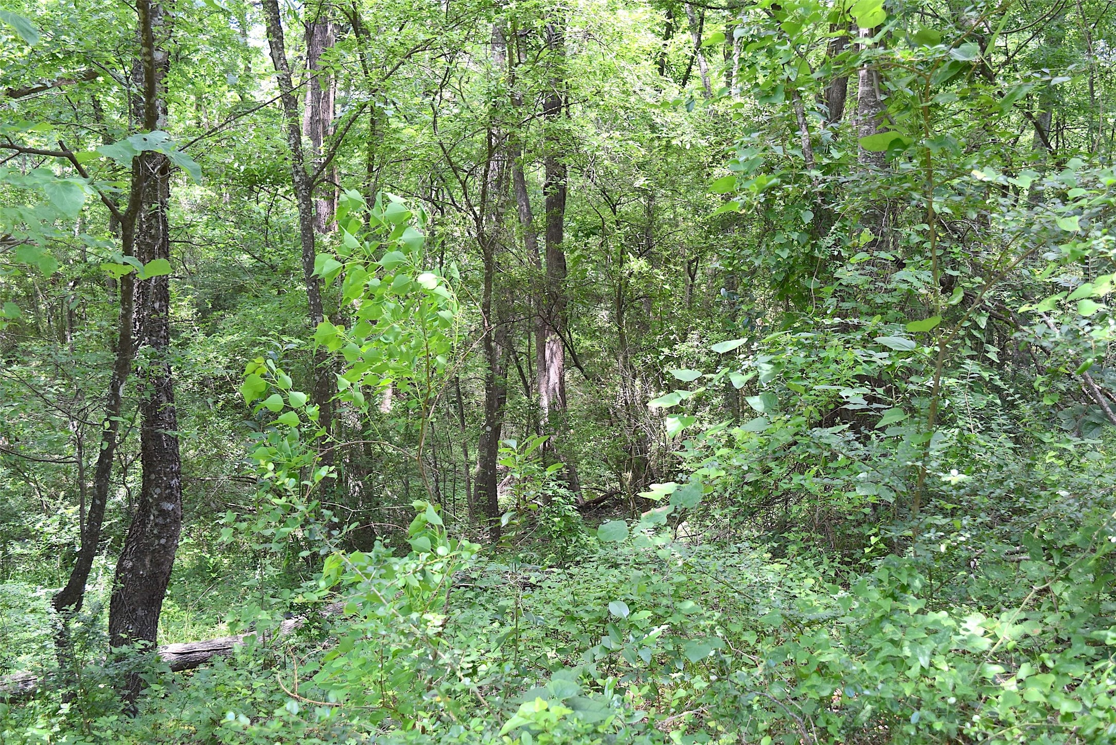 4414 Shady Lane Property Photo 7