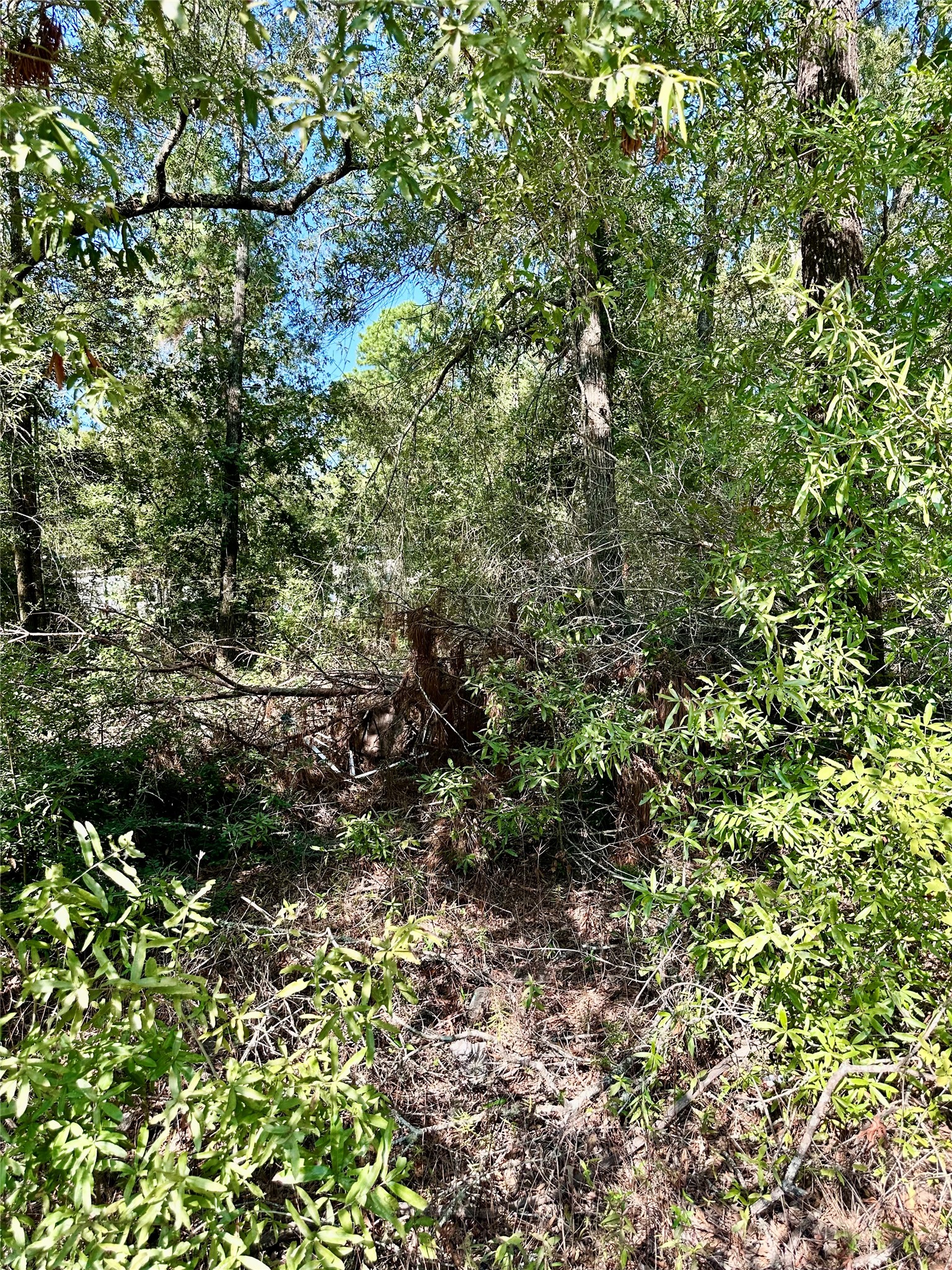 Tbd Parkpine Property Photo 3