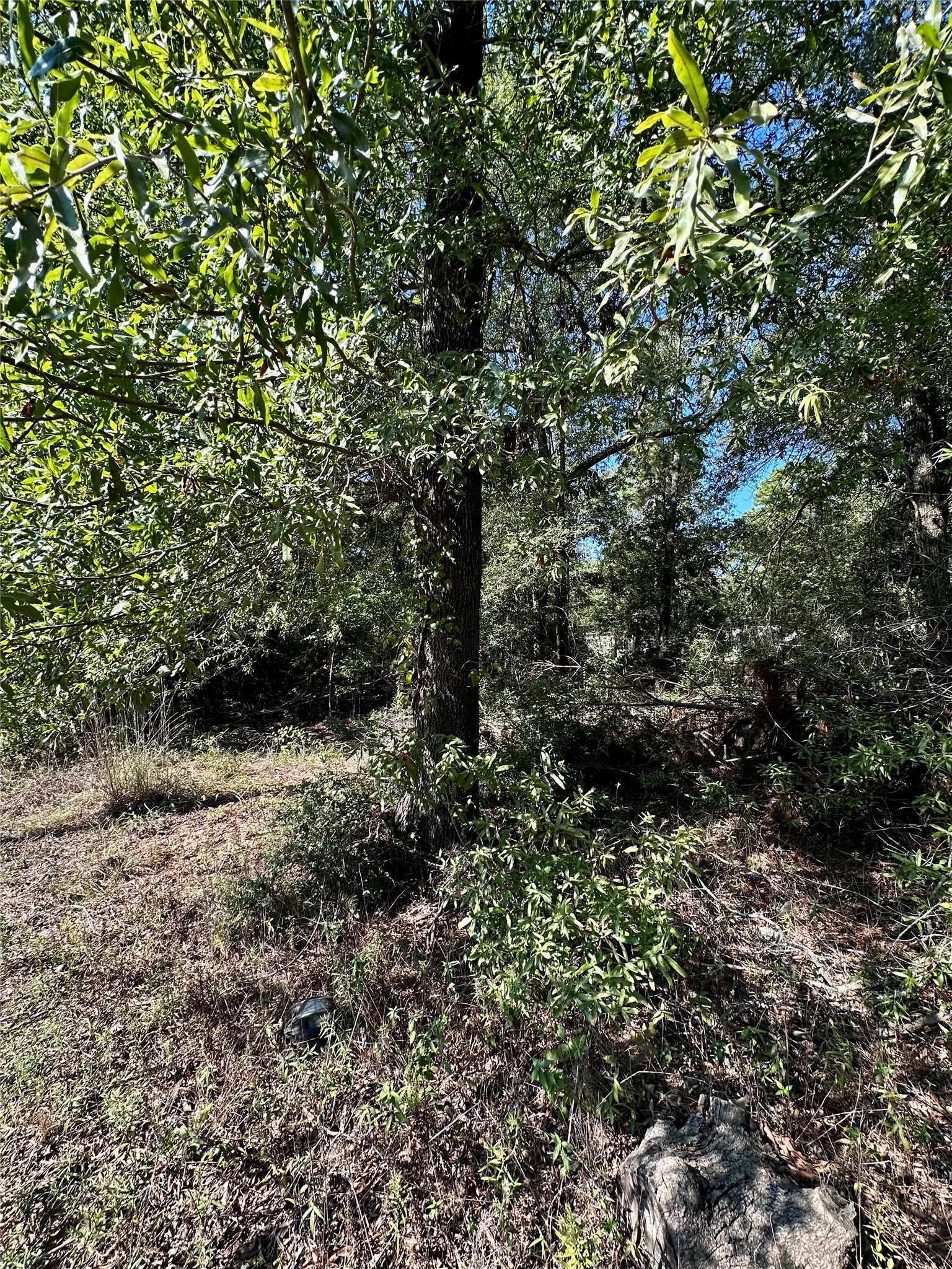 Tbd Parkpine Property Photo 4