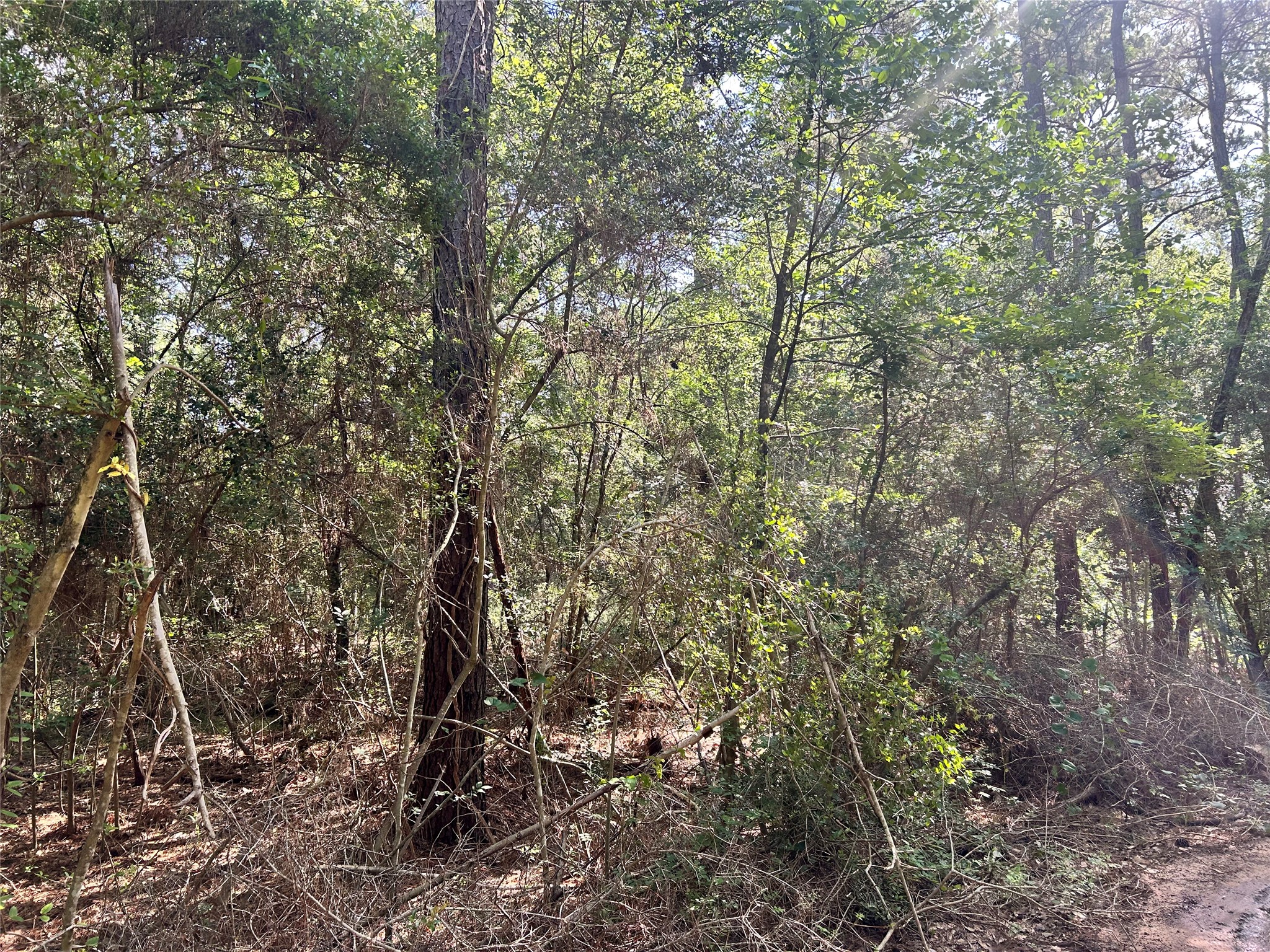 Lot 28 Sycamore Lane Property Photo 1
