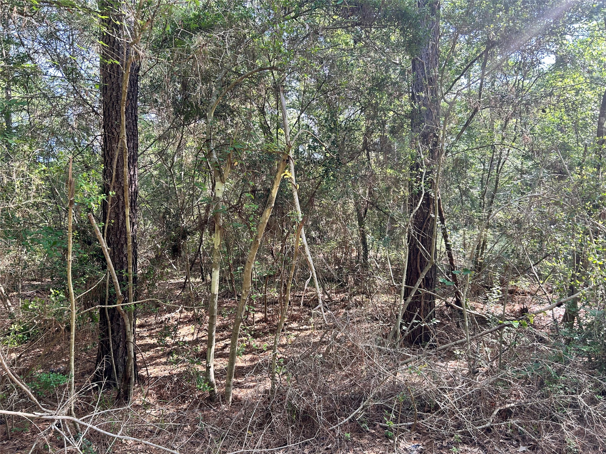 Lot 28 Sycamore Lane Property Photo 2