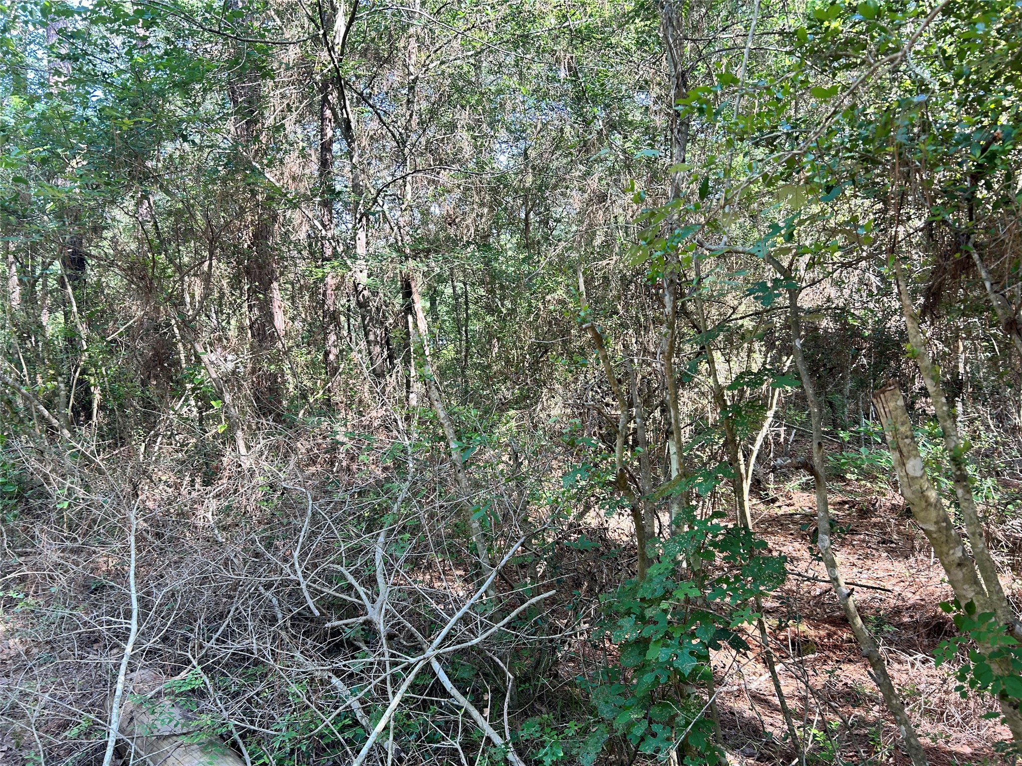 Lot 28 Sycamore Lane Property Photo 5