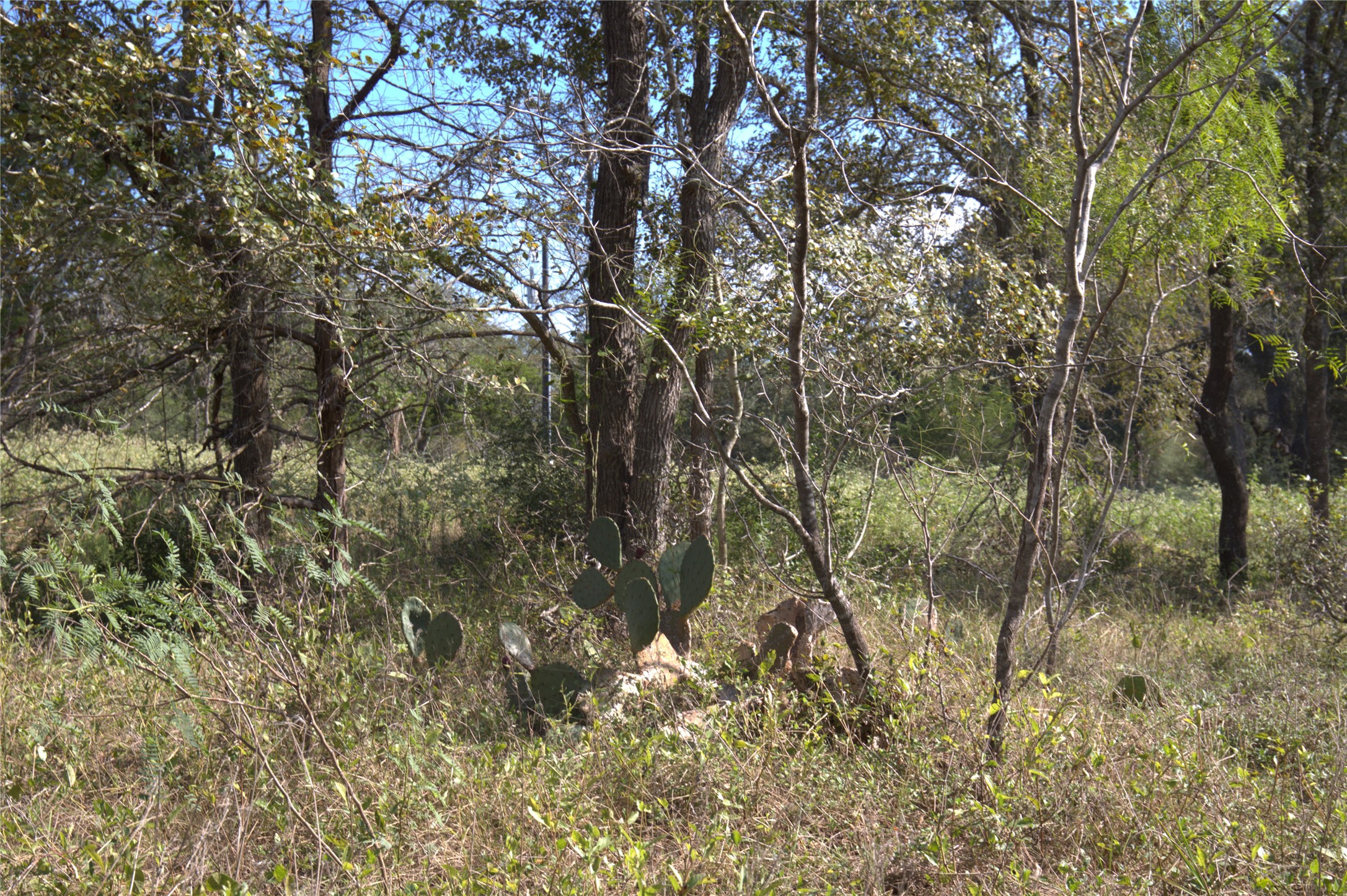 0 Kickler Road Property Photo 11