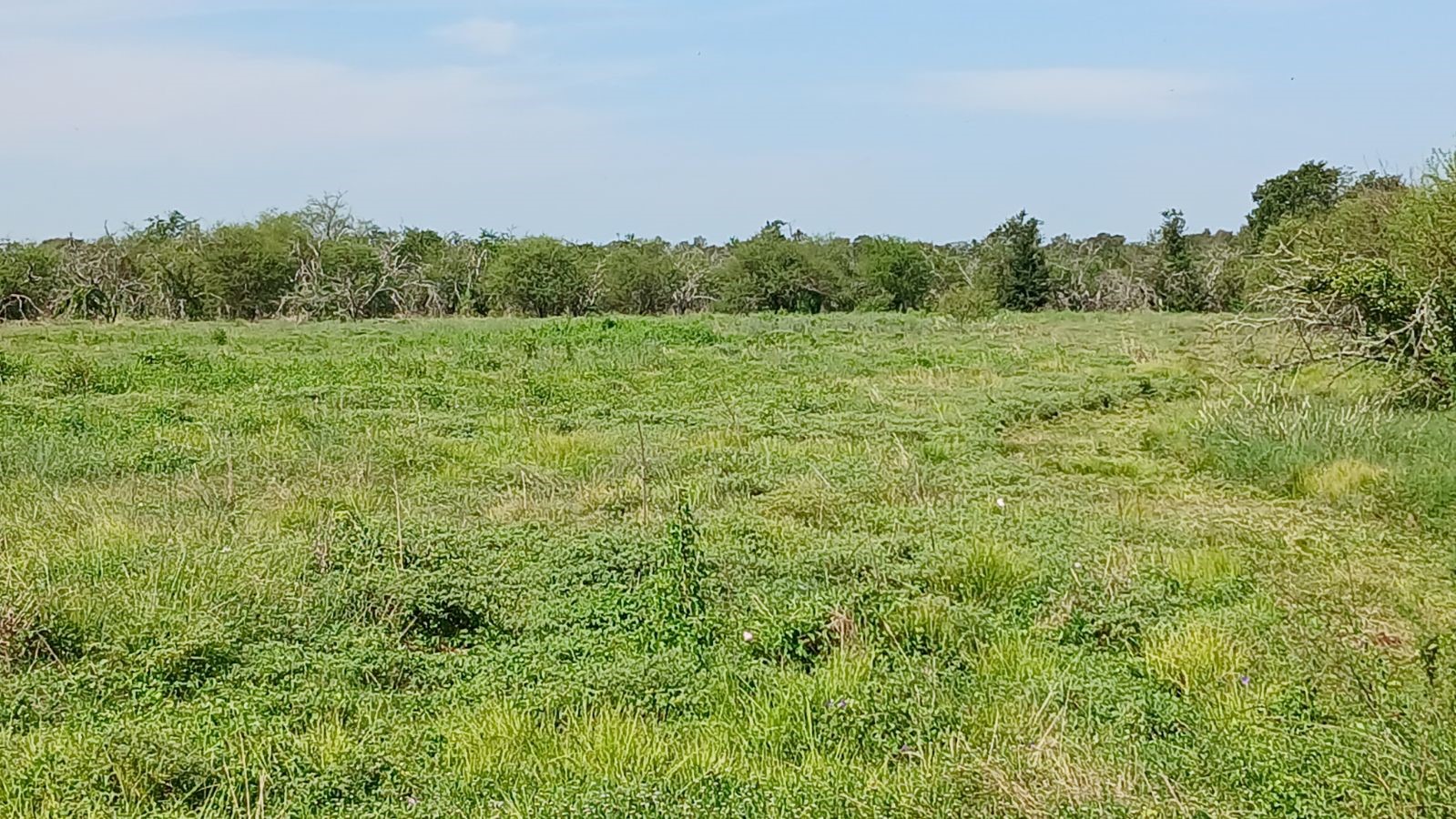 5025, 5027, 5029 Skinner Lane Property Photo 5