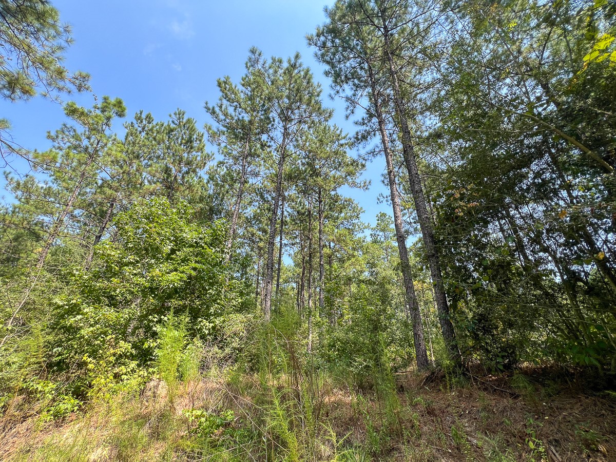 0 Cr 314 Property Photo 6