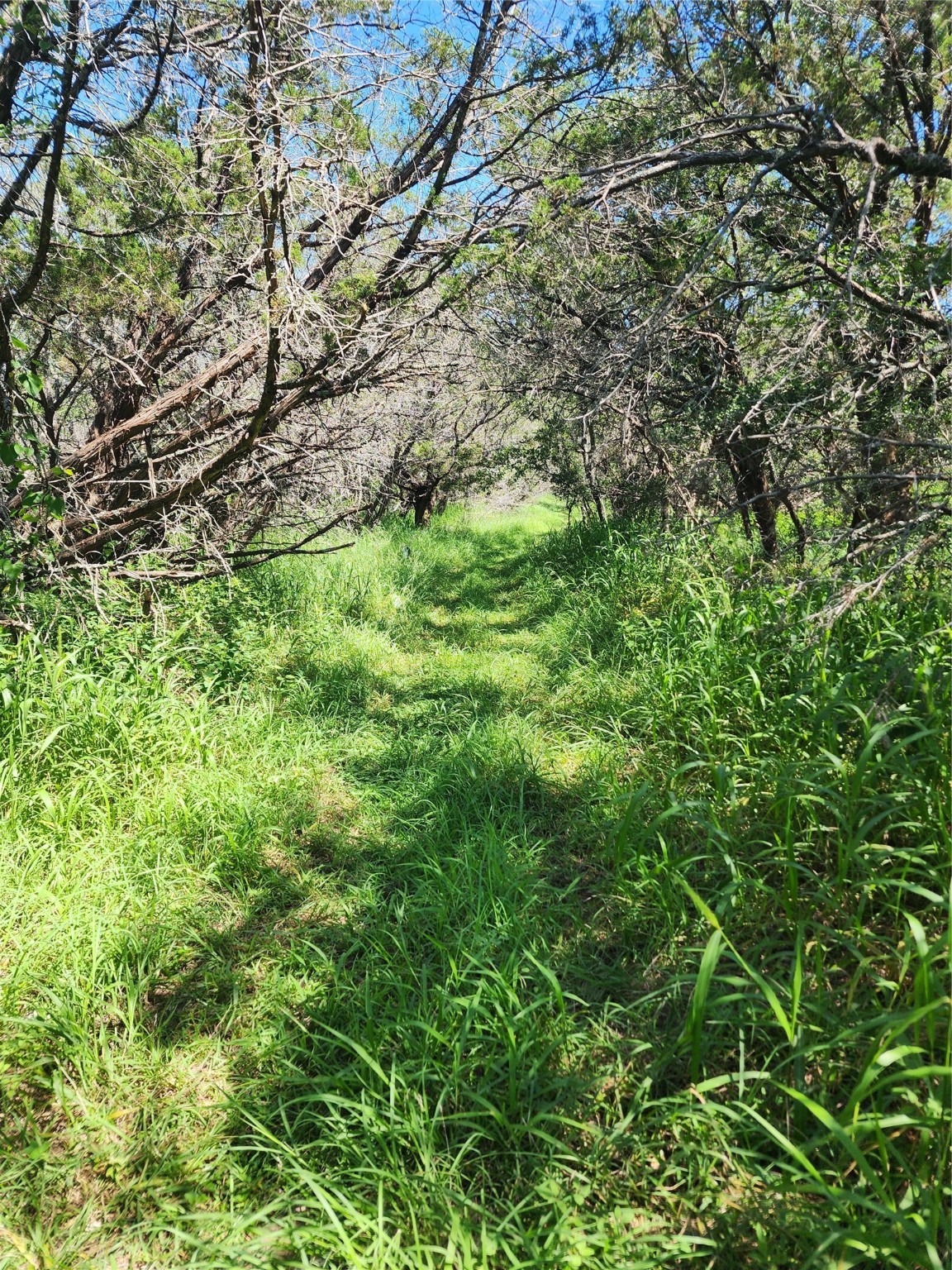 Tbd Forest Drive Property Photo 4