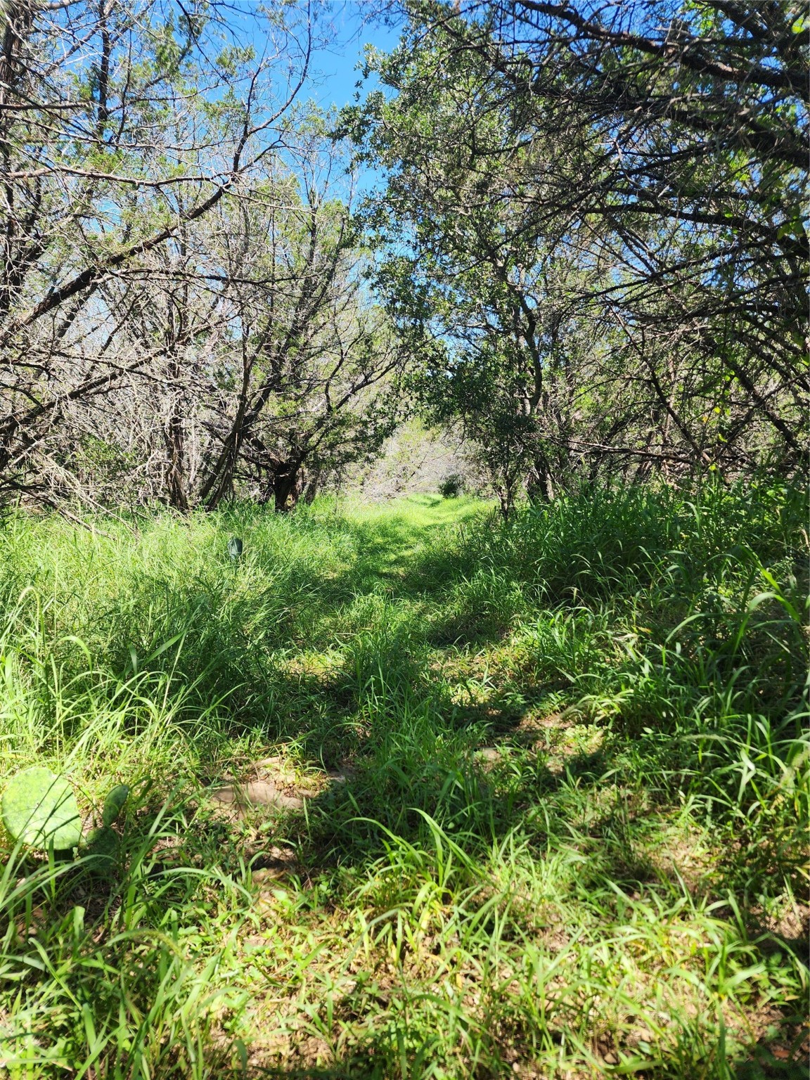 Tbd Forest Drive Property Photo 5