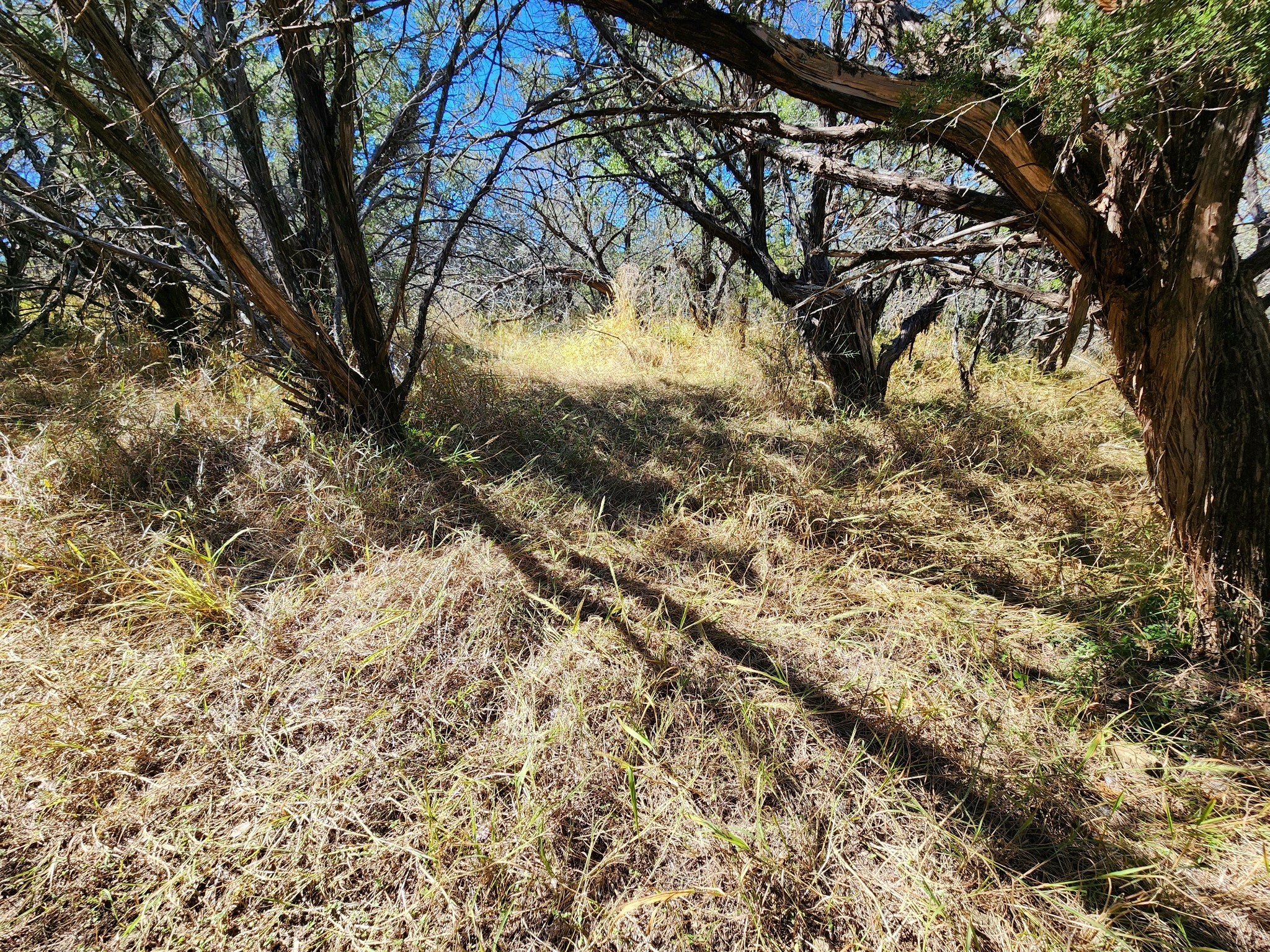 Tbd Forest Drive Property Photo 7