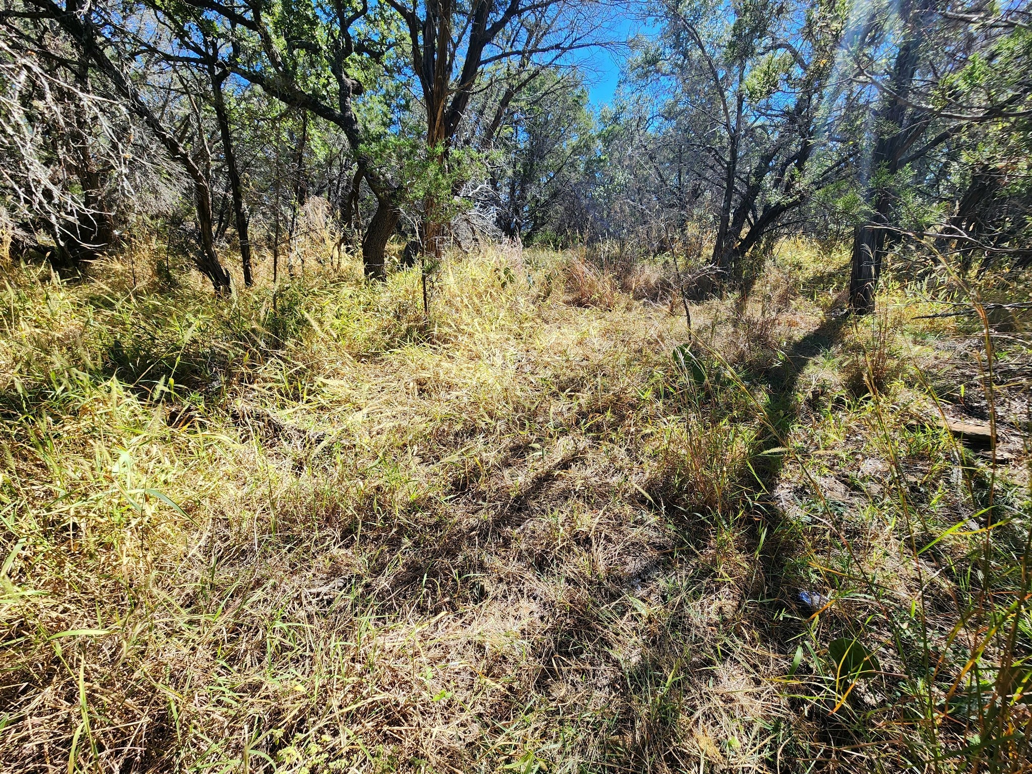 Tbd Forest Drive Property Photo 9