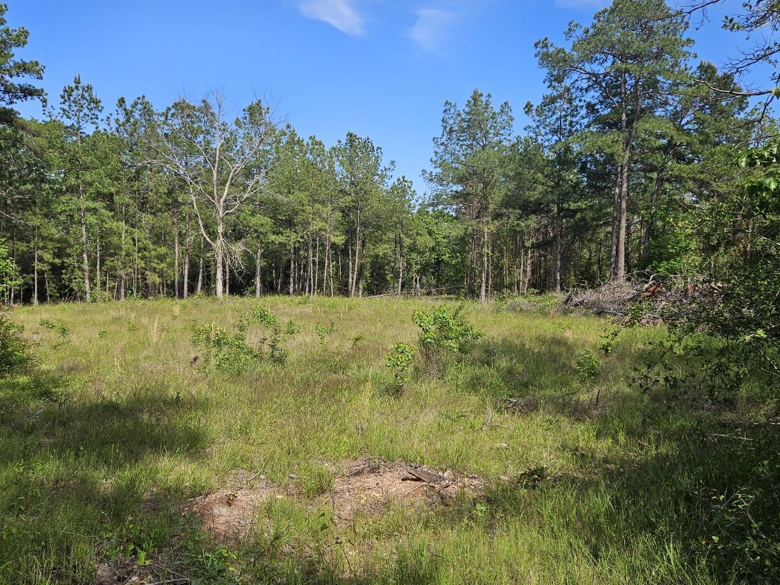Tbd Hollybrook Drive Property Photo 6