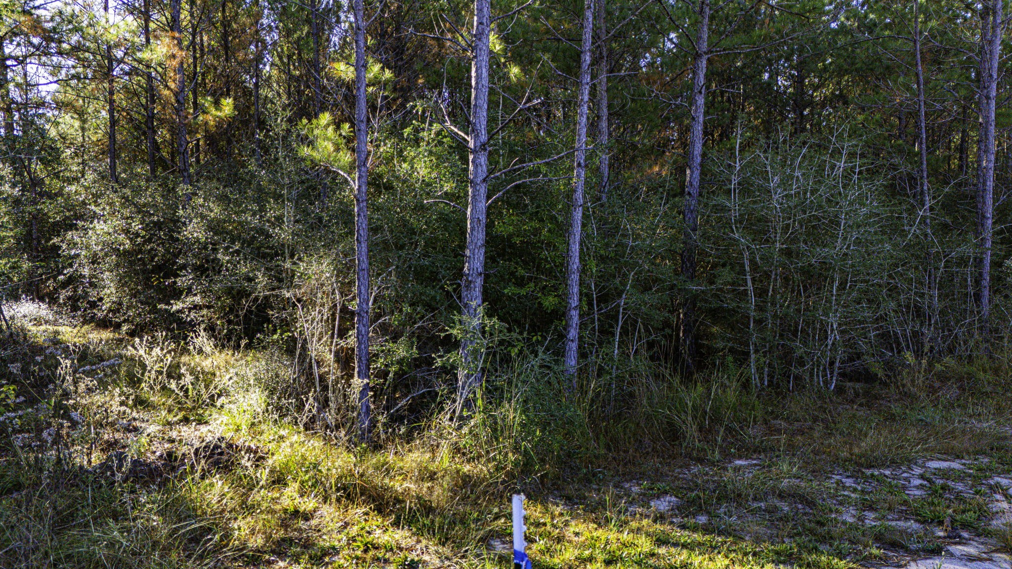 011 Magnolia Ranch Road Property Photo 7
