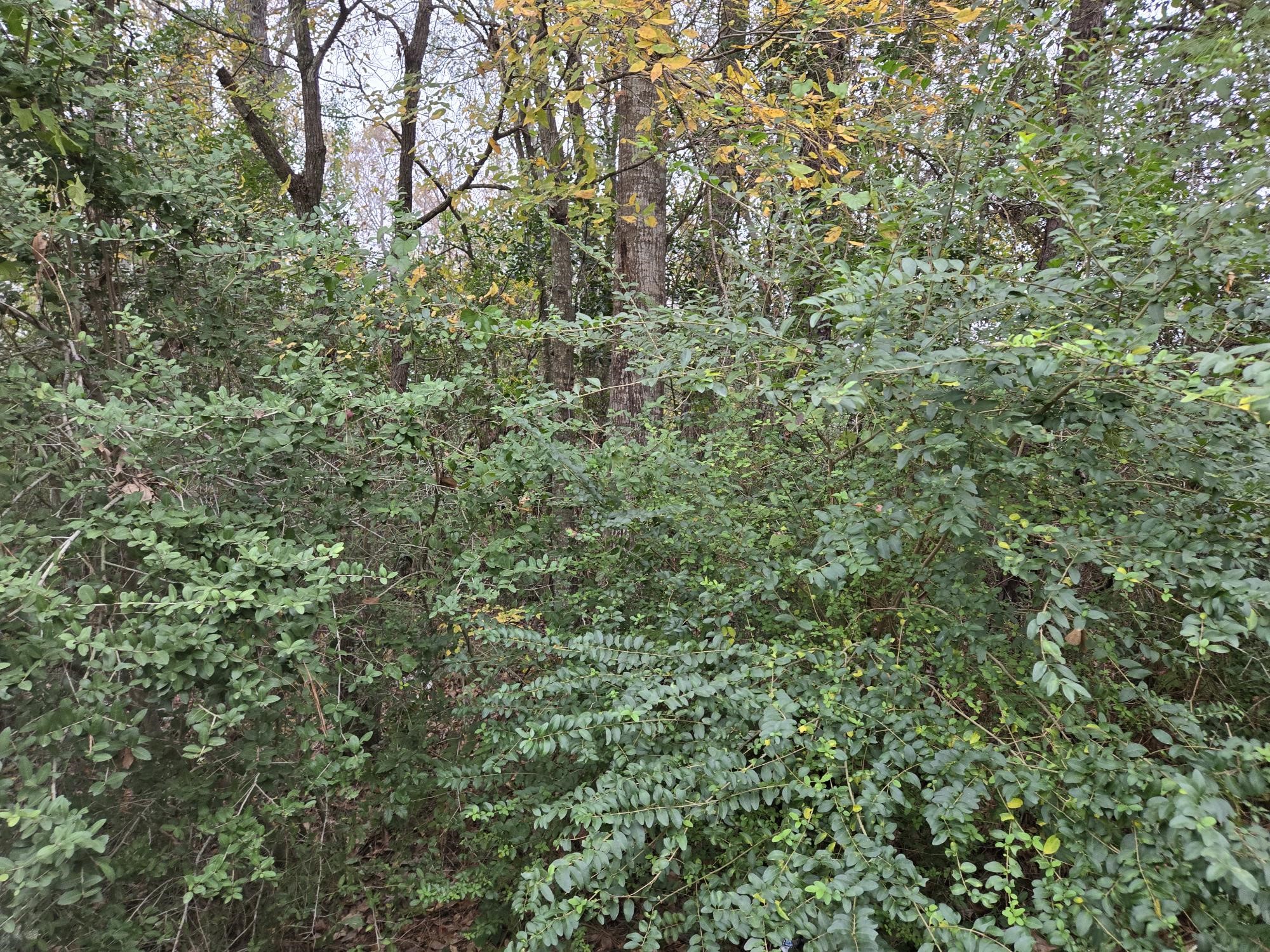 19515 Pine Haven Road Drive Property Photo 2