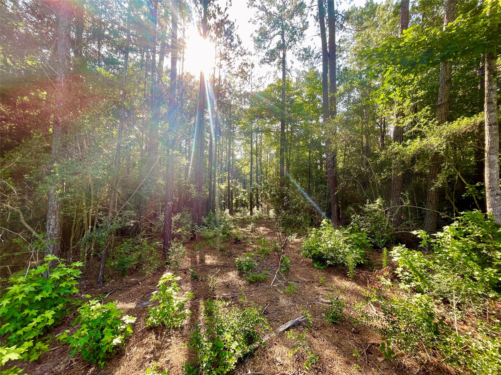 1-1-31 Texas Grand Road Property Photo 8