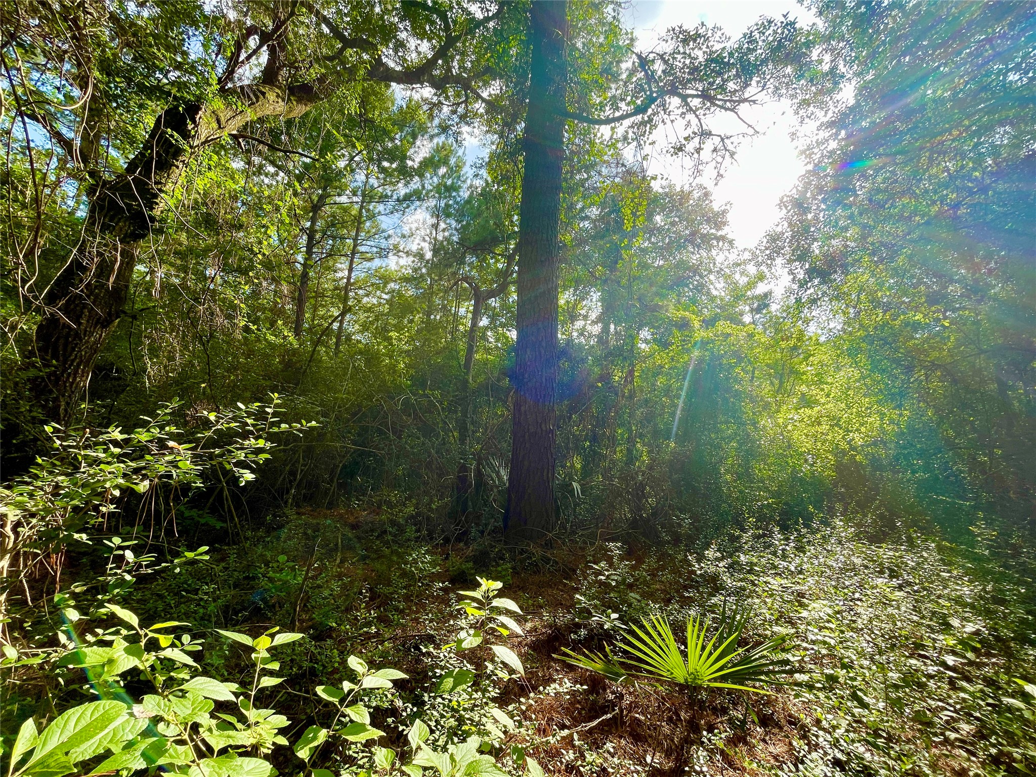 1-1-31 Texas Grand Road Property Photo 11