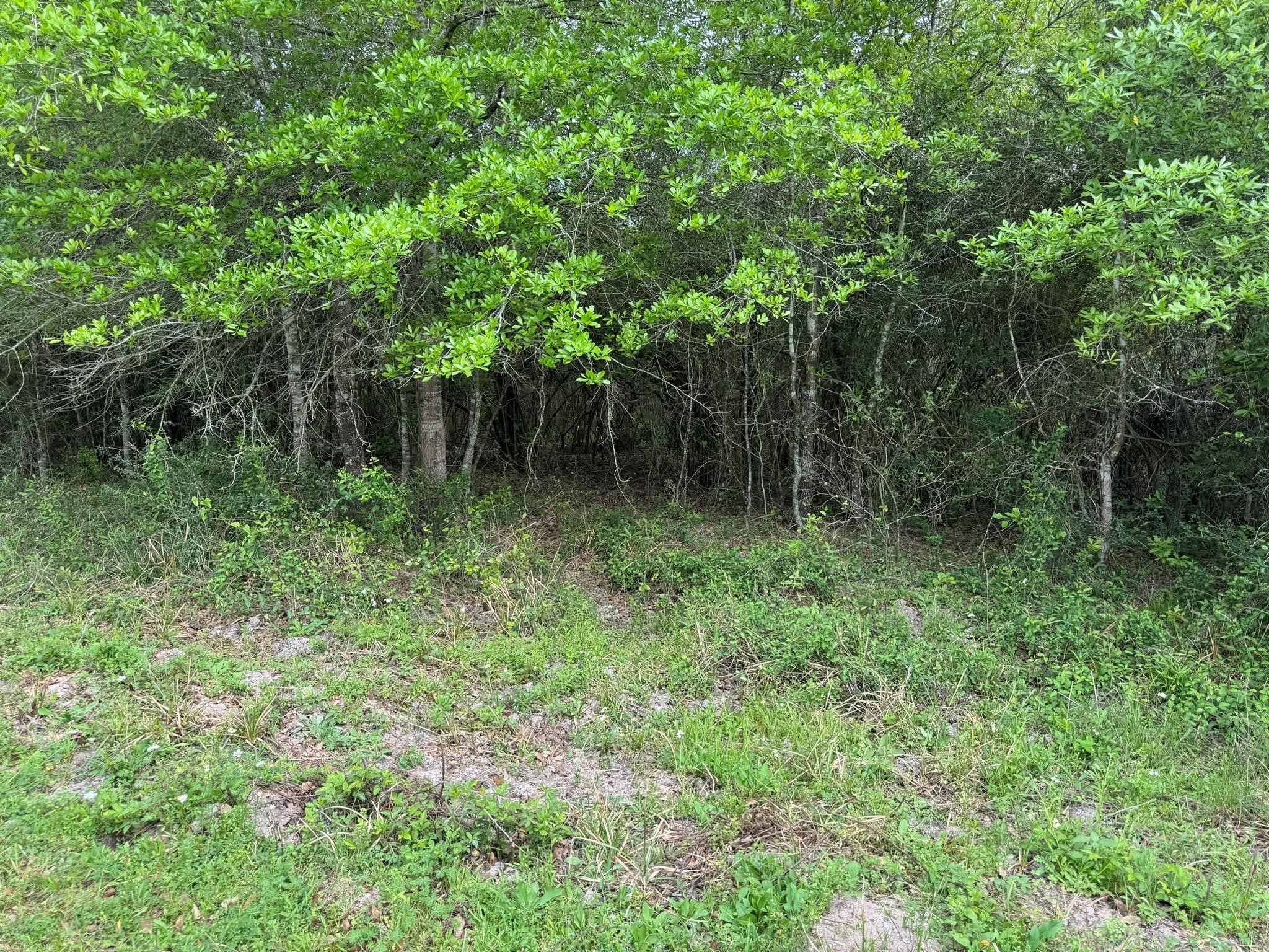 Tbd County Road 394 Property Photo 26