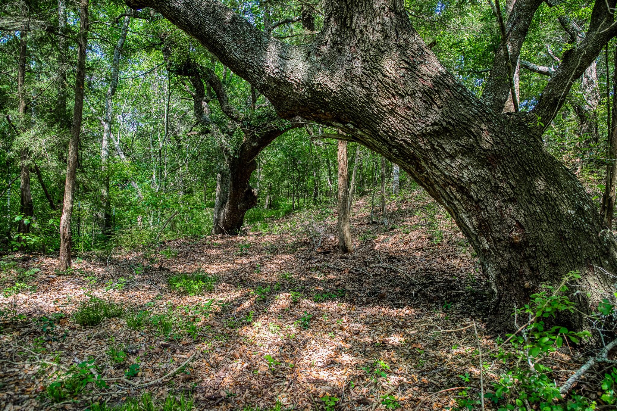 Tract 3 Artesian Park Ln Property Photo 8