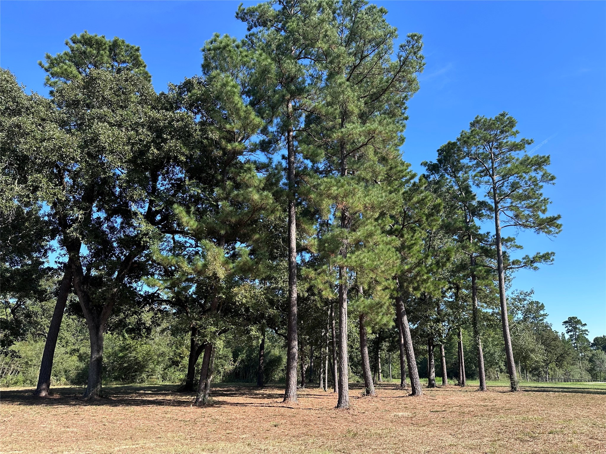 5.3 Ac Tbd -2 Spring Branch Rd Property Photo 23