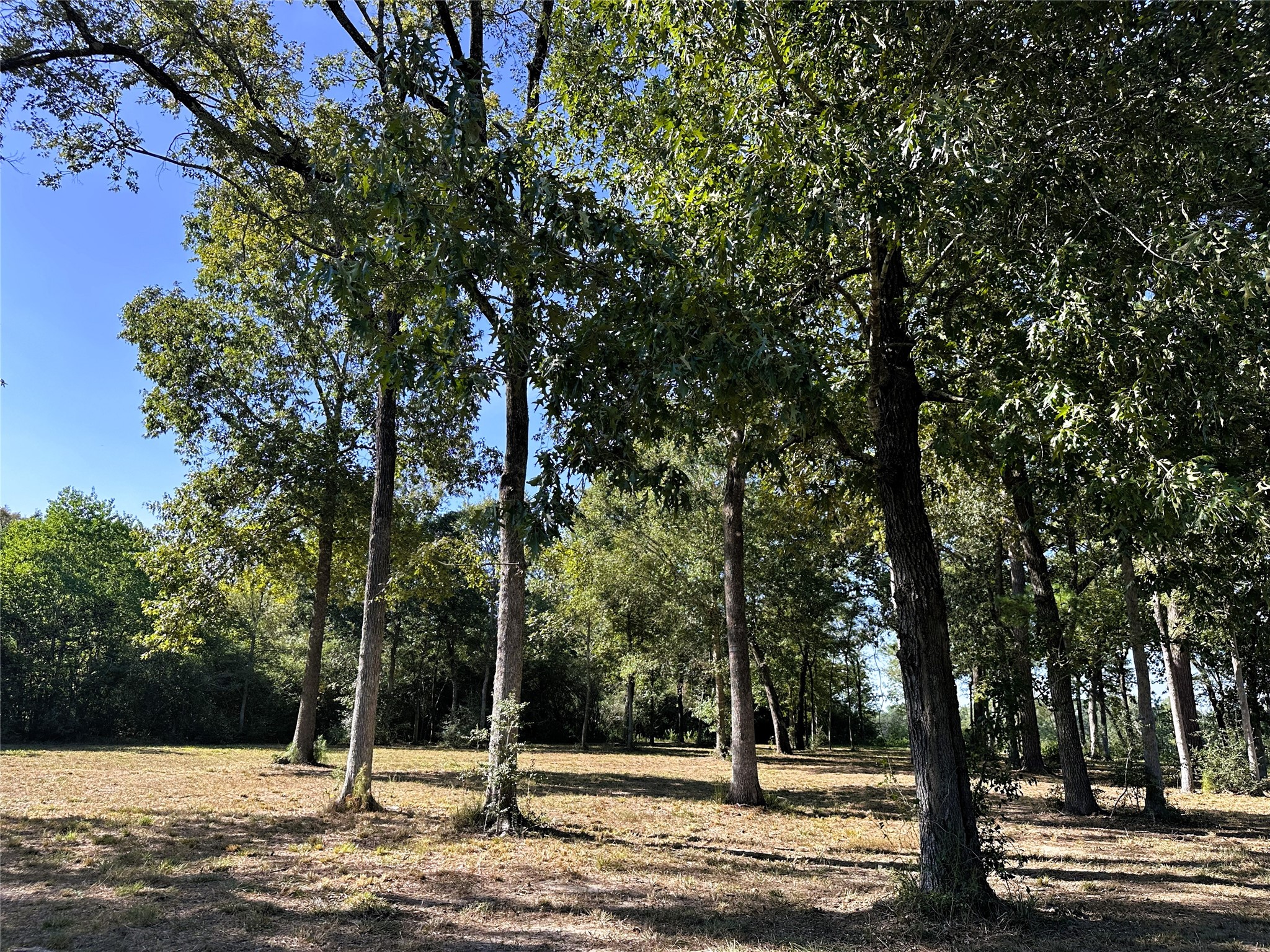 5.3 Ac Tbd -2 Spring Branch Rd Property Photo 25