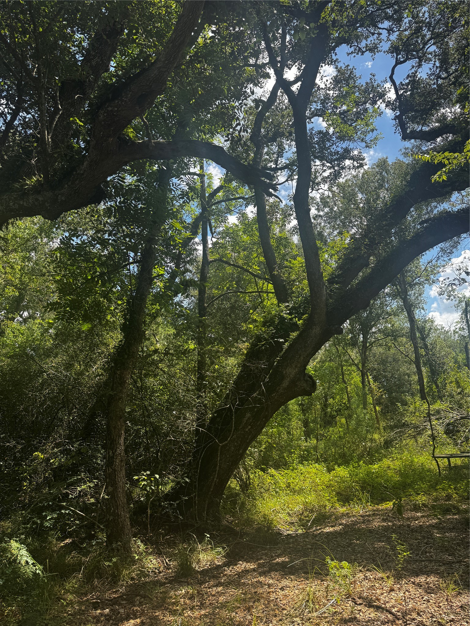 7800 B Brazos River Road Property Photo 12