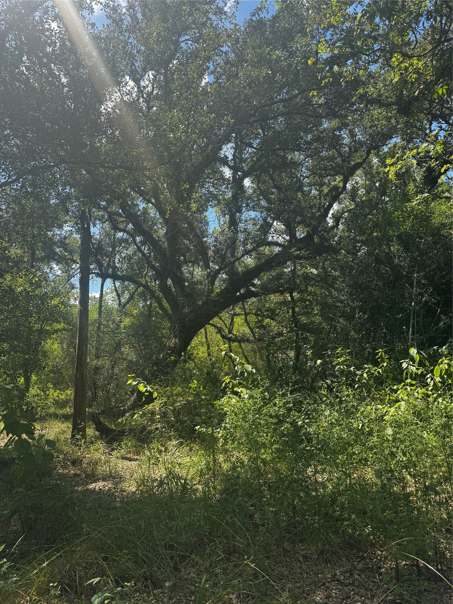 7800 B Brazos River Road Property Photo 13