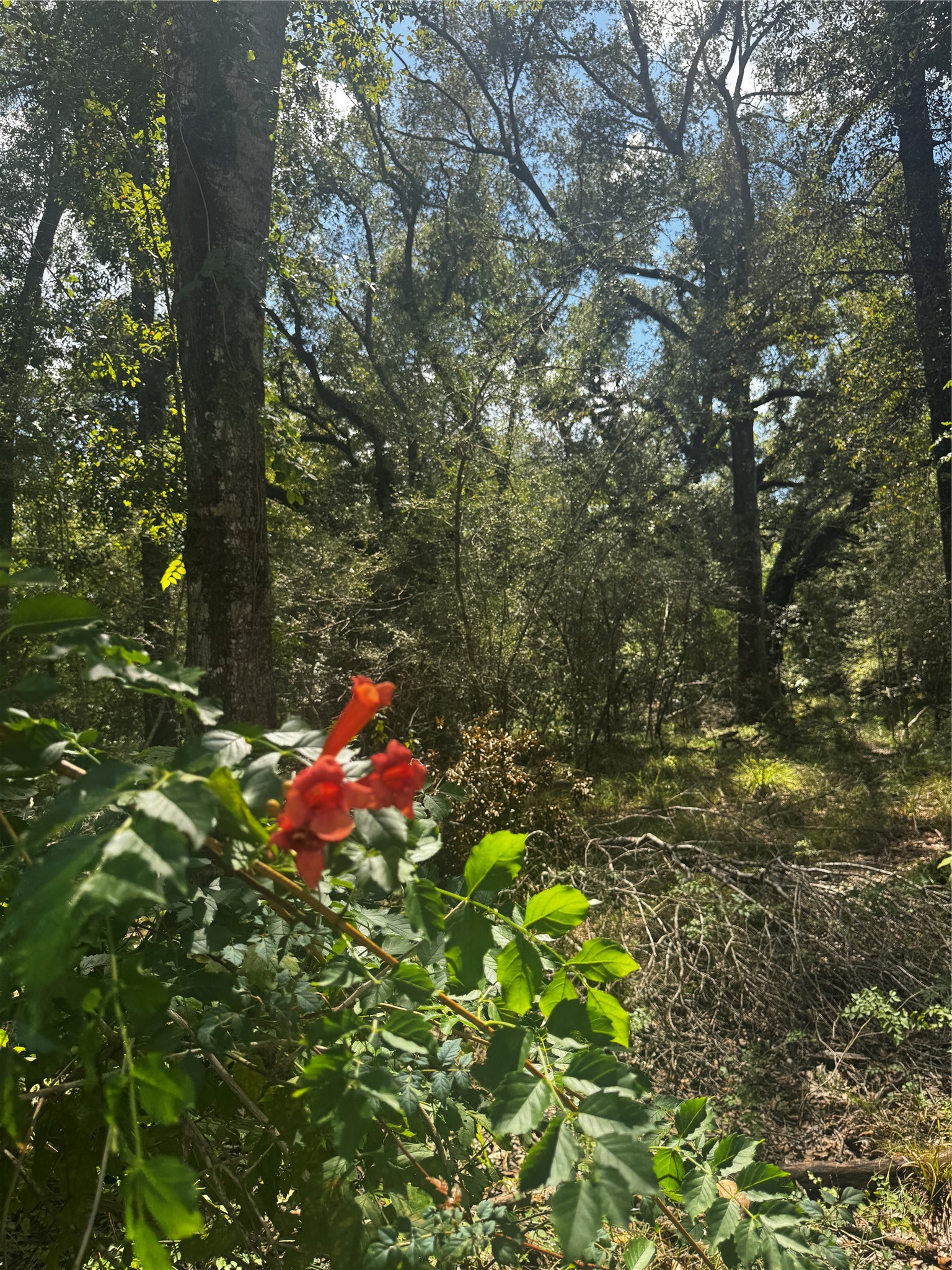 7800 B Brazos River Road Property Photo 14