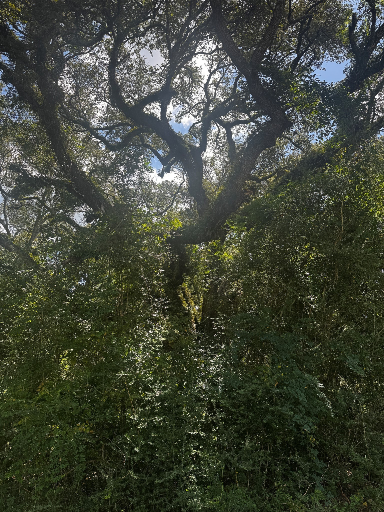 7800 B Brazos River Road Property Photo 15
