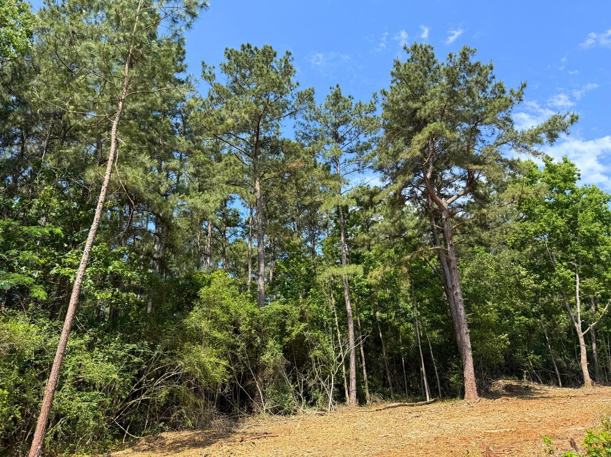 3 Camp Ruby Road Property Photo 5