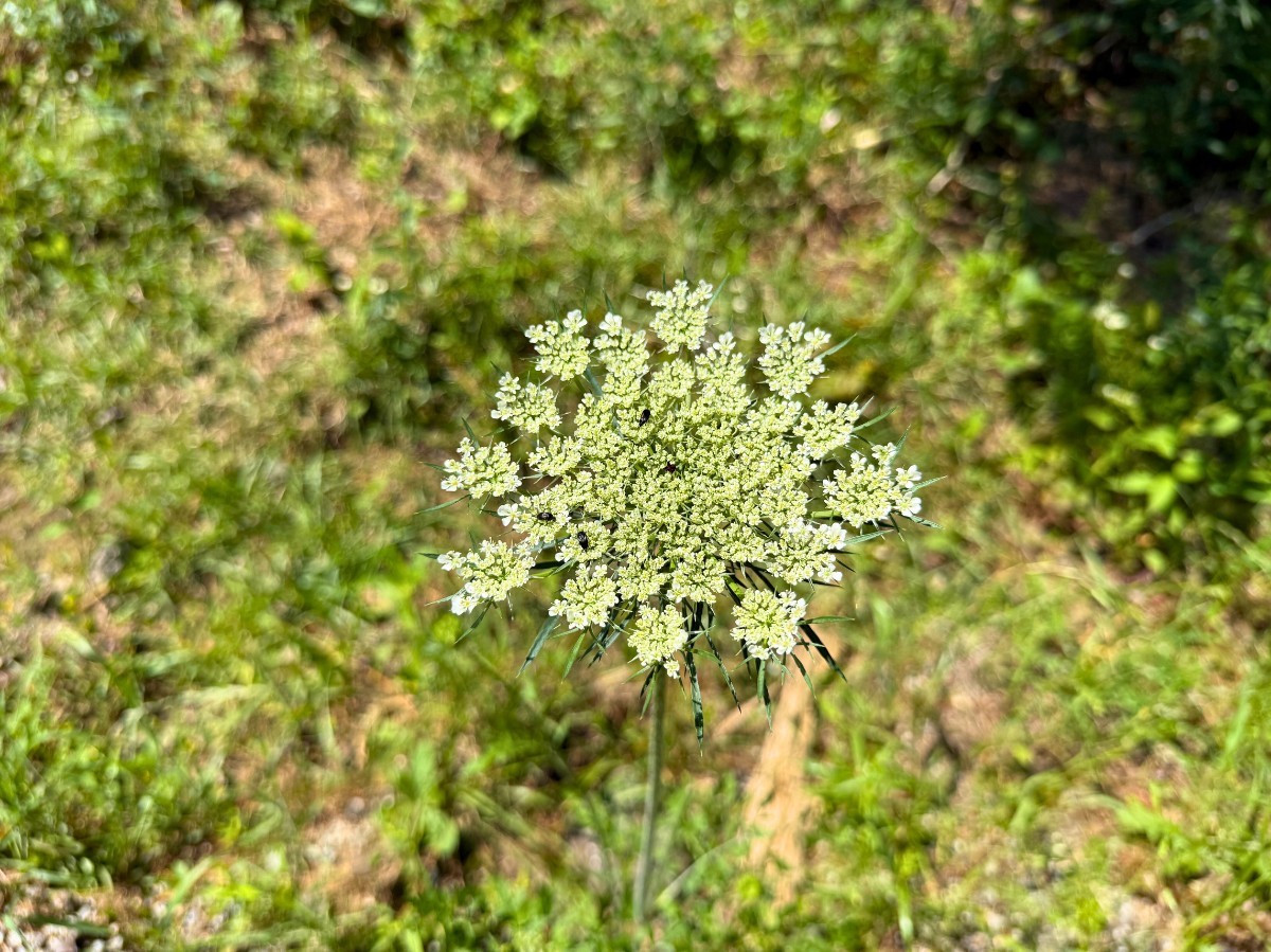 3 Camp Ruby Road Property Photo 8