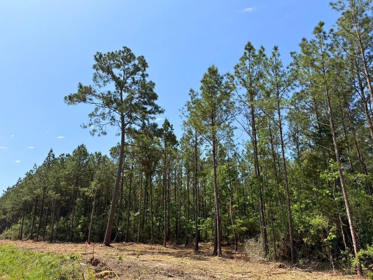 3 Camp Ruby Road Property Photo 9