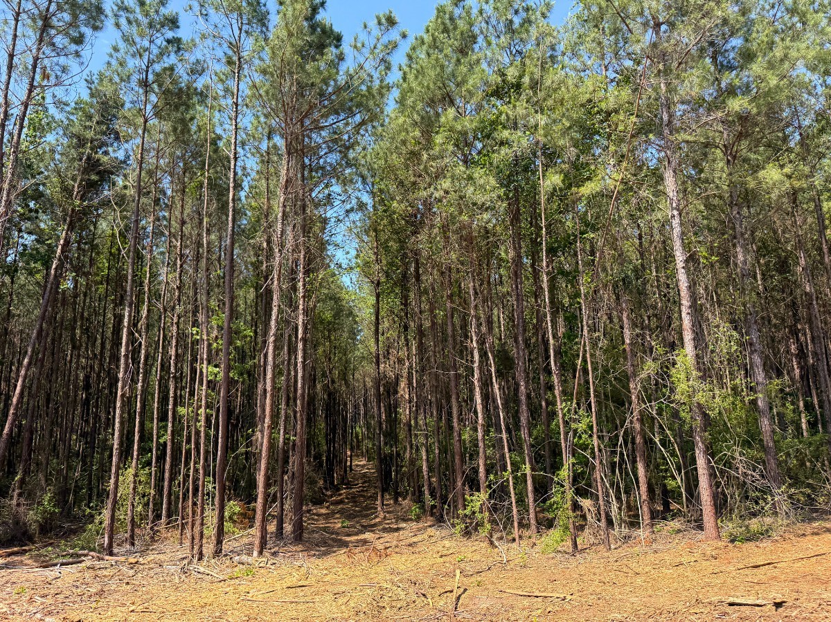 3 Camp Ruby Road Property Photo 11