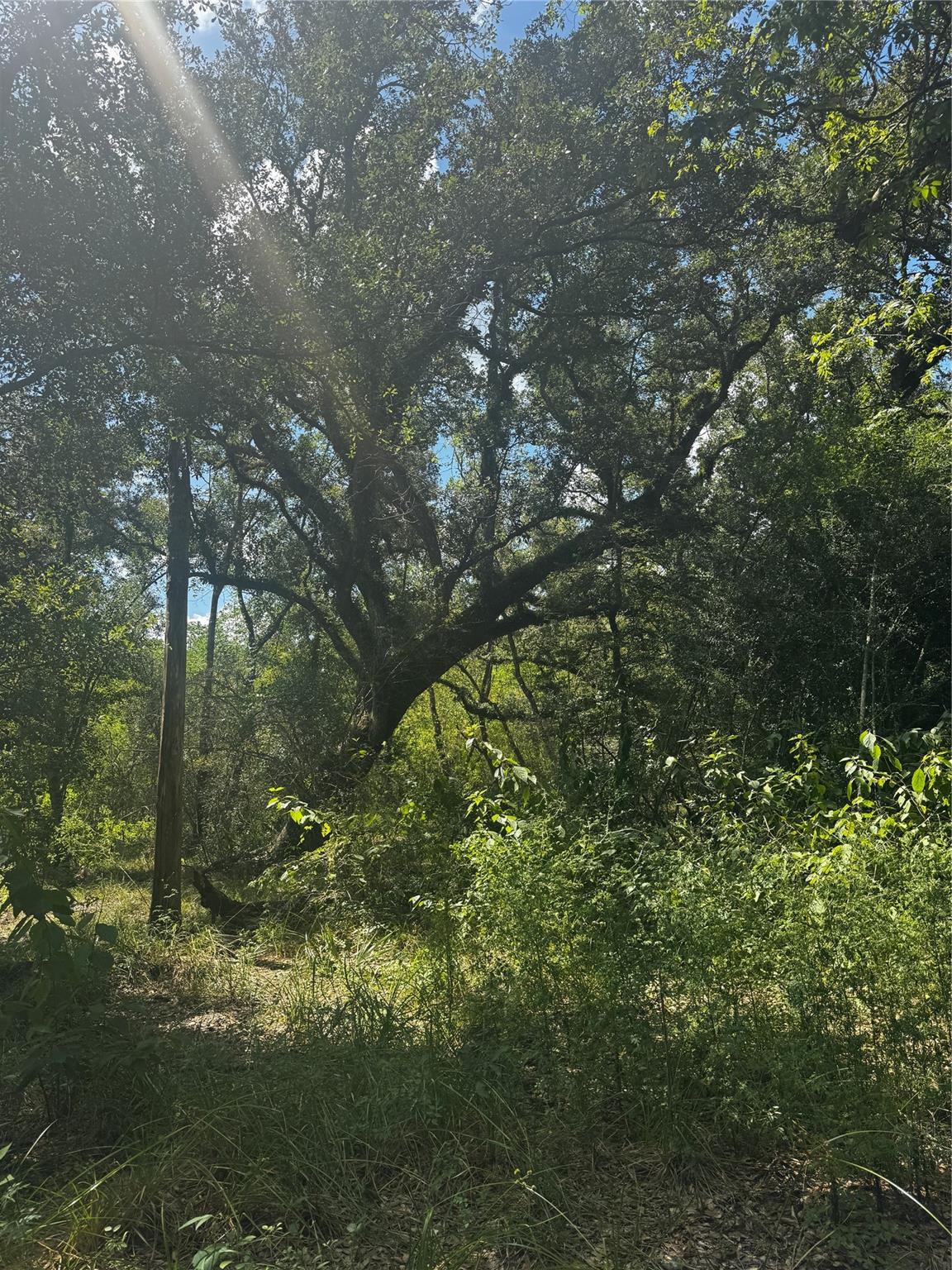 7800 A Brazos River Road, Damon Tx 77430 Property Photo 9