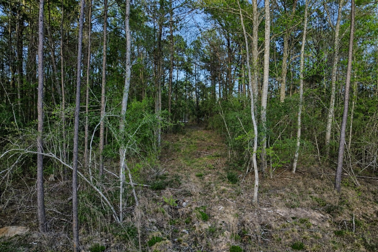 186 Bunkhouse Road Property Photo 4