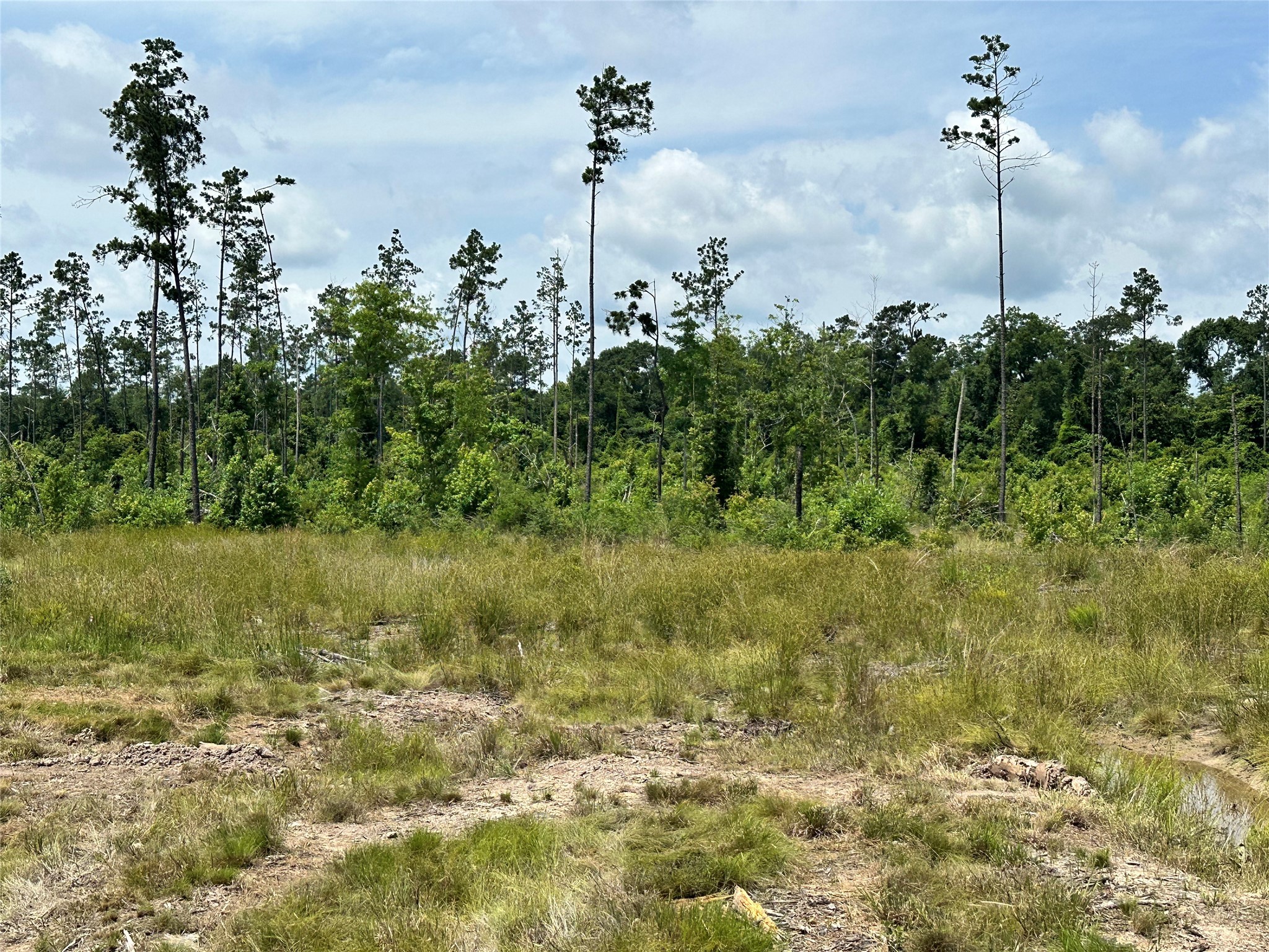 5909 Texas Pines Ln Property Photo 3