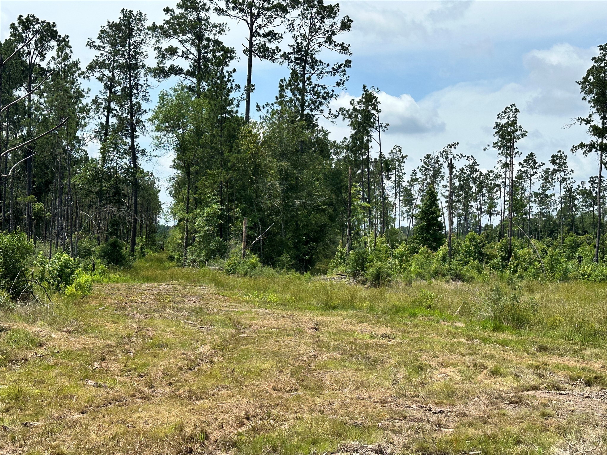 5909 Texas Pines Ln Property Photo 4