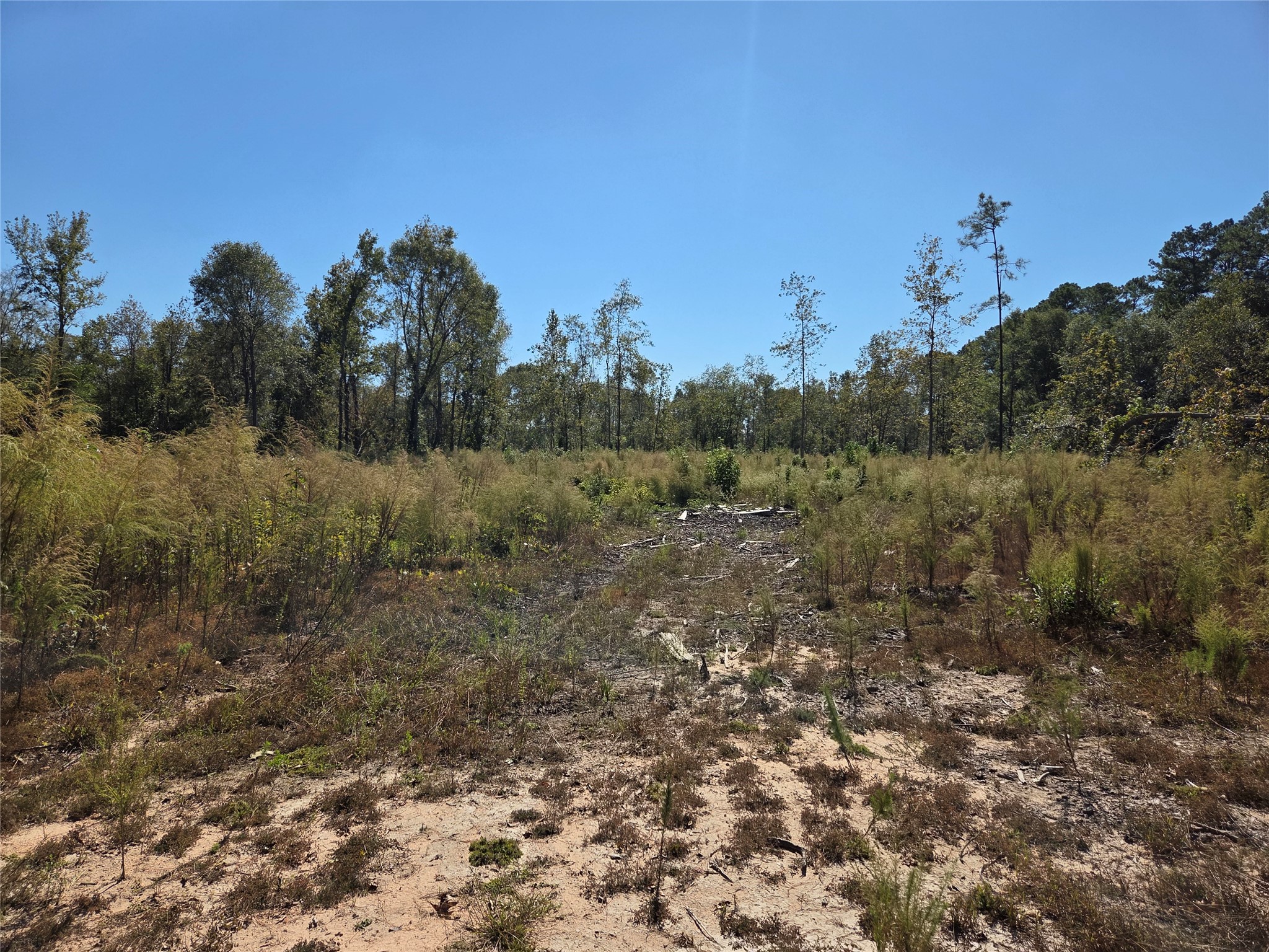 108 Acres Morgan Cemetery Road Property Photo 6