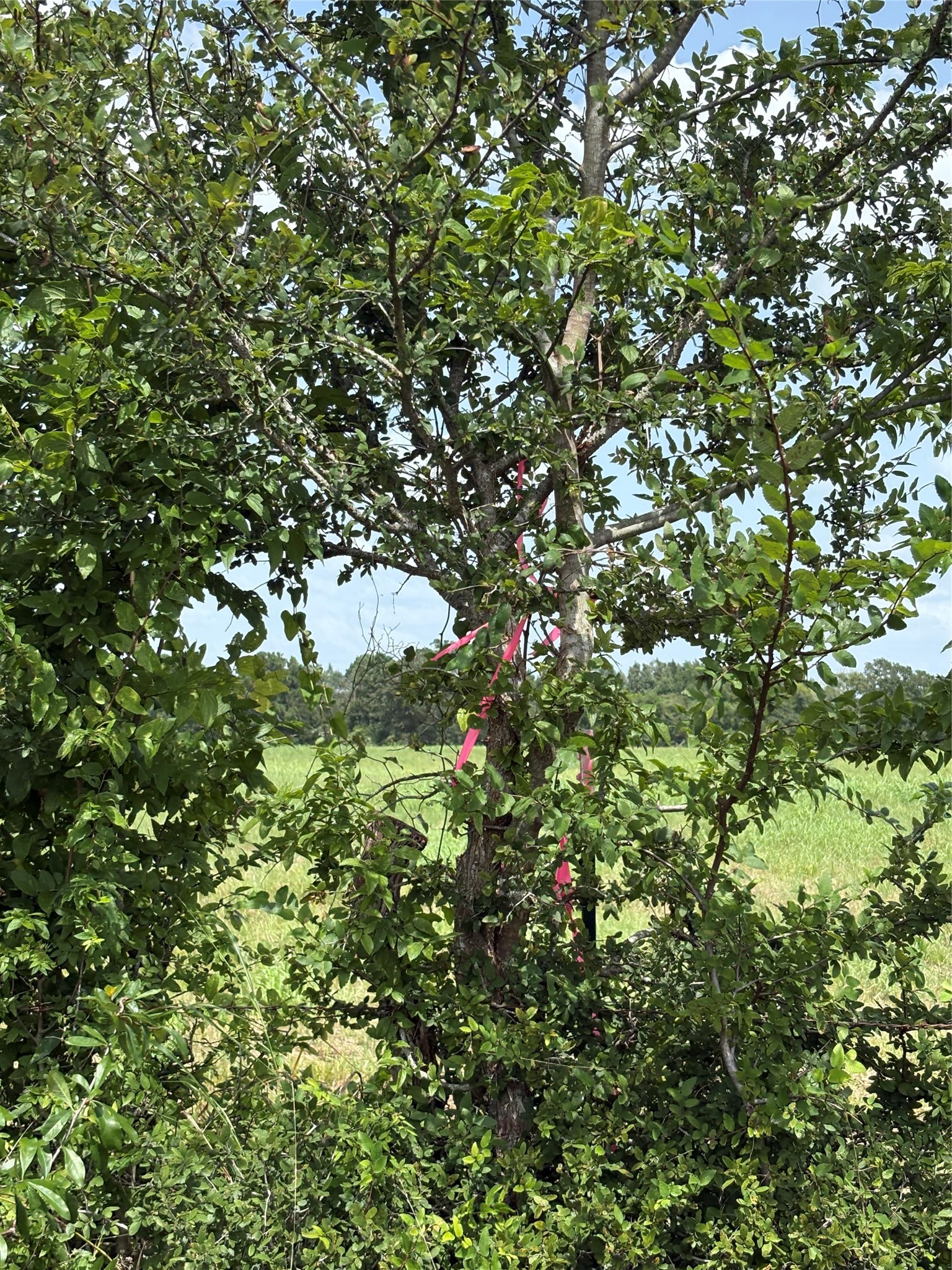 10265 Fm 1774 Tract B1 Property Photo 12