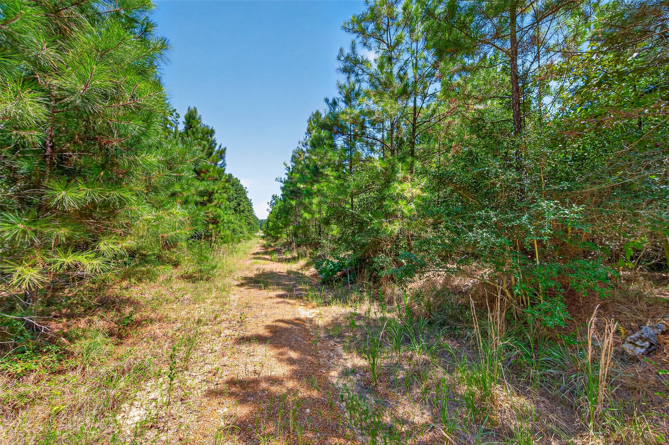 15881 Wood Grove Way Property Photo 18
