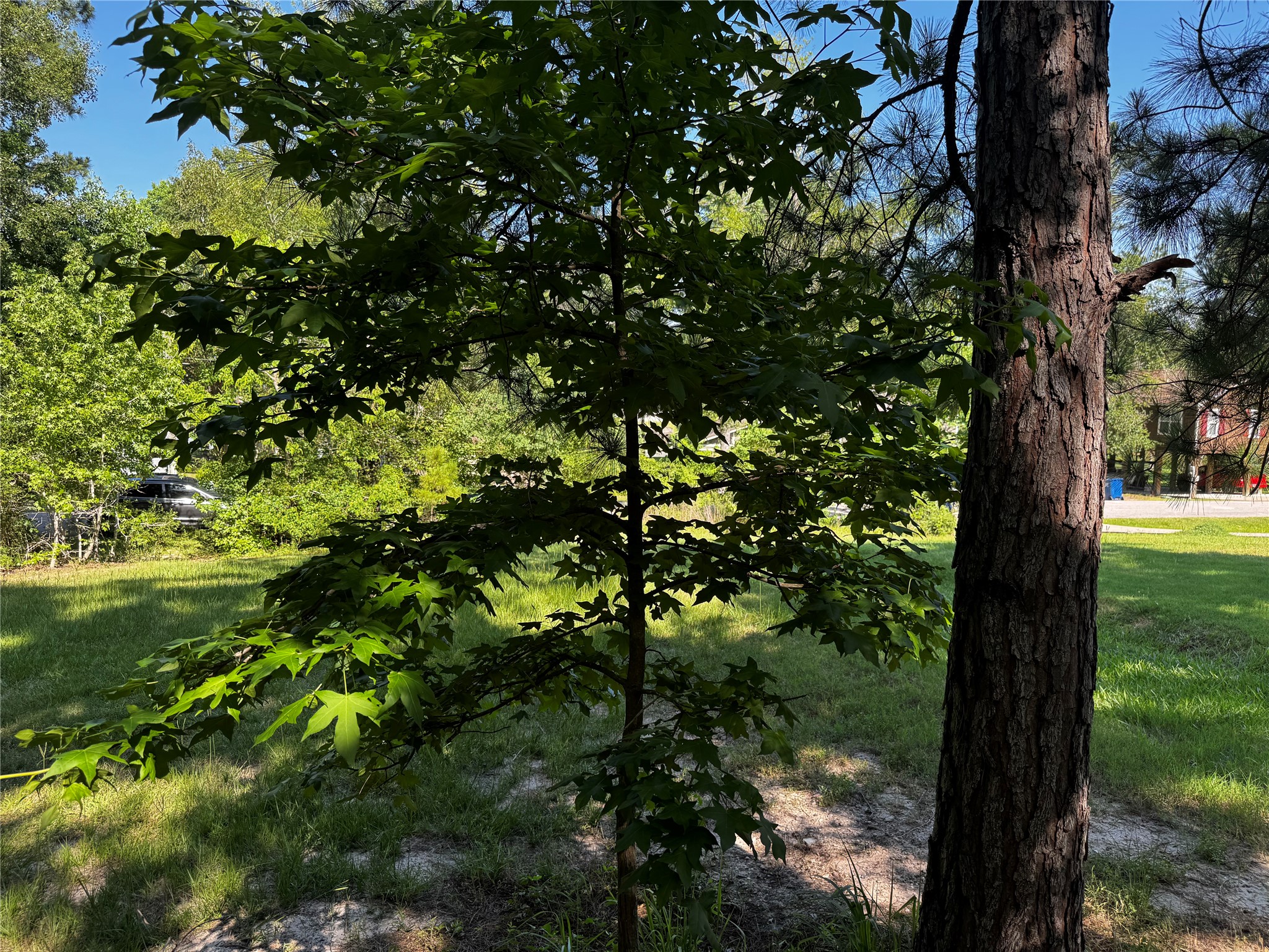 Tbd Whisperwood Lots 64,65,70 Property Photo 11