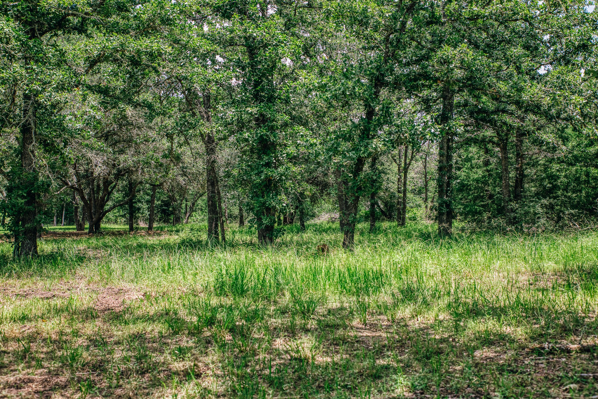 3301 Round Top Road Property Photo 21