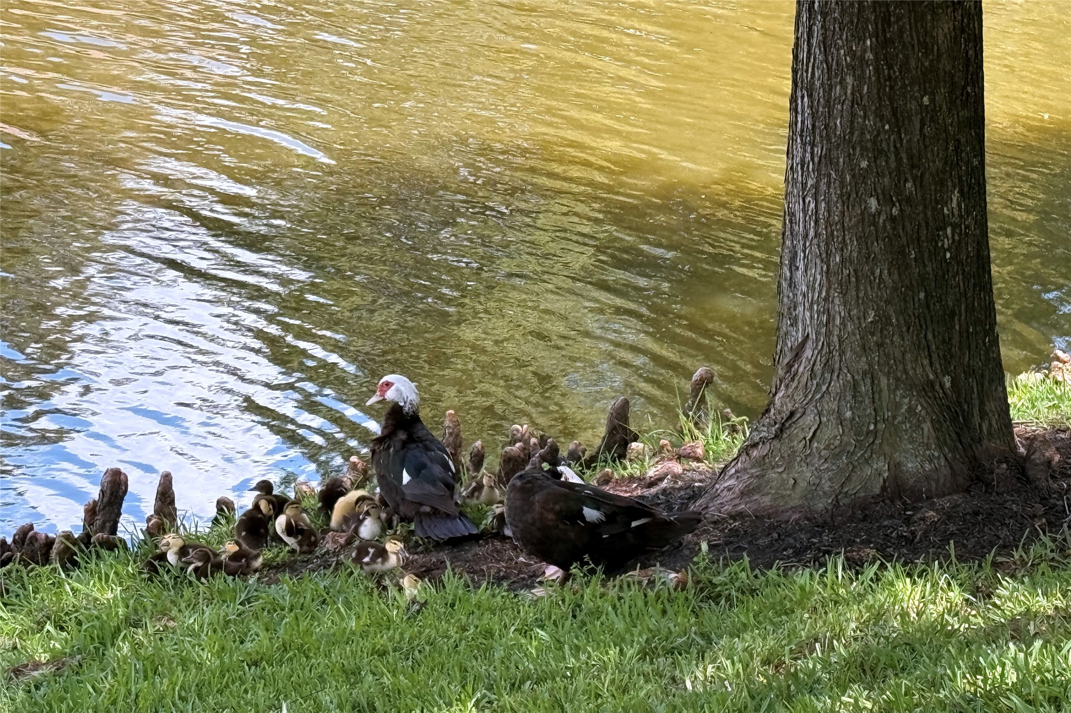 14706 Palladio Drive Property Photo 3