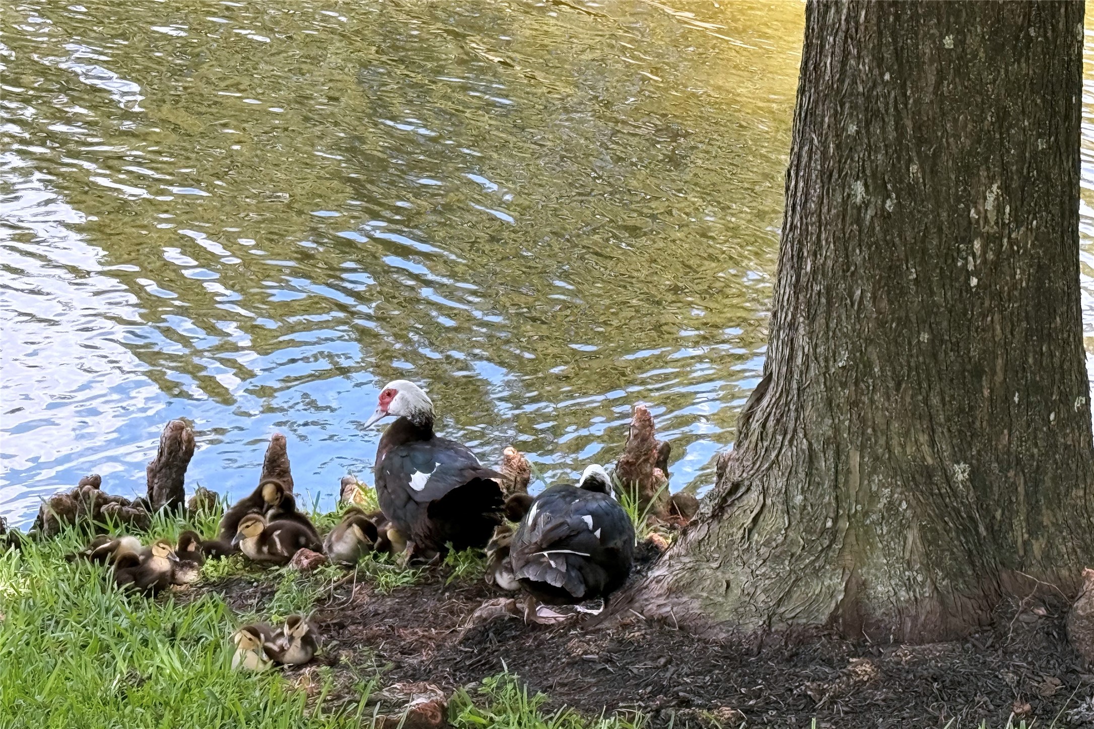 14706 Palladio Drive Property Photo 28