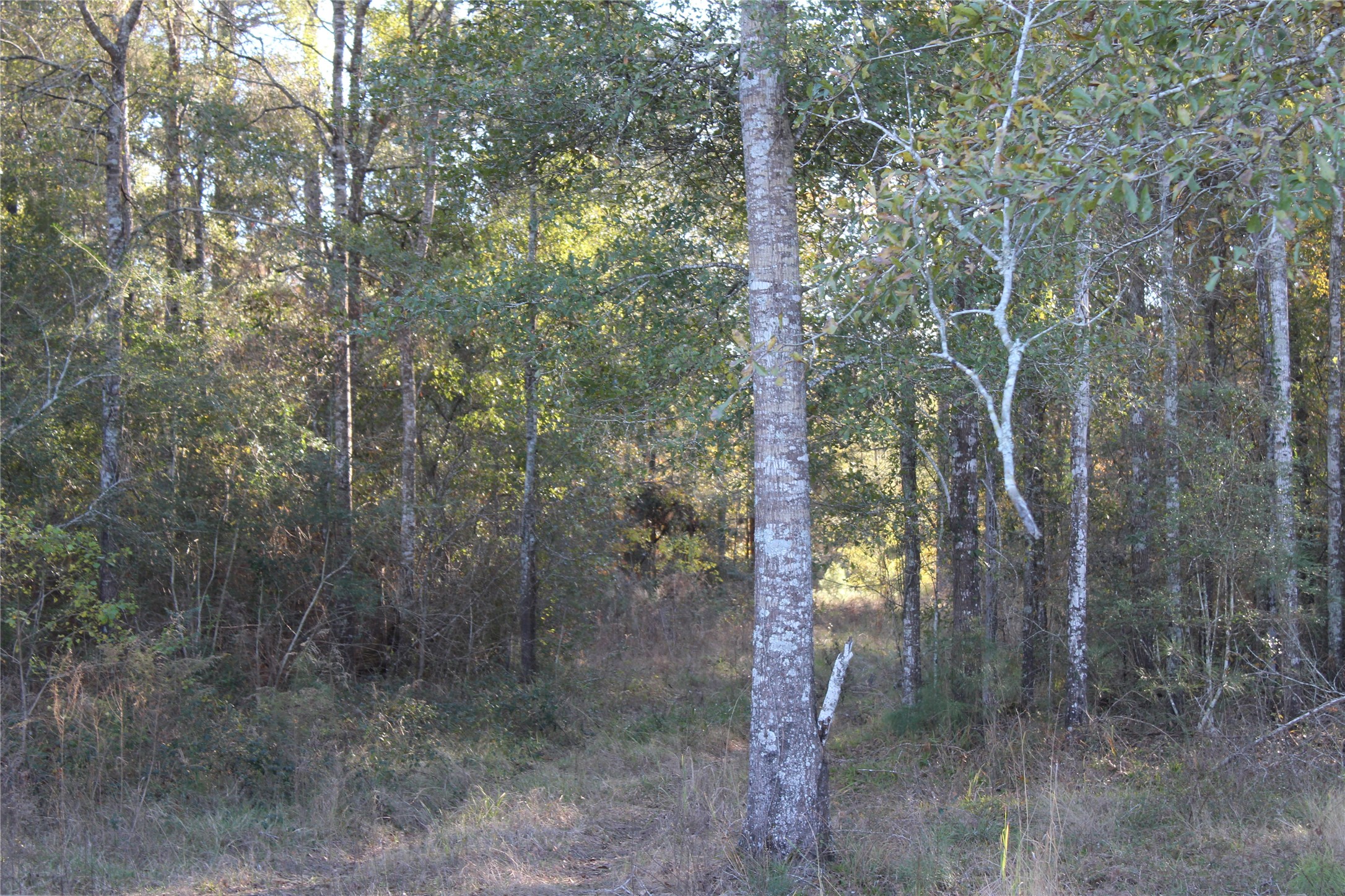 00 Tbd Tx-150 Property Photo 10