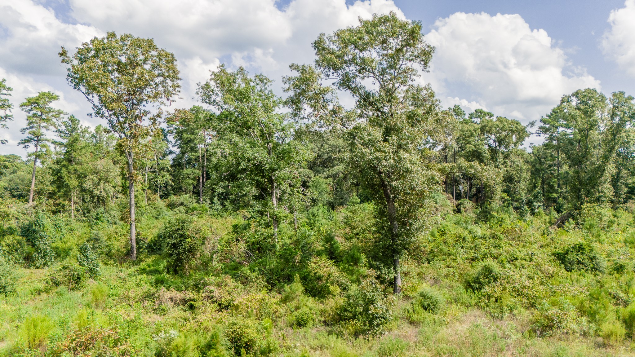 17171 E Fm 1097 Road Property Photo 13