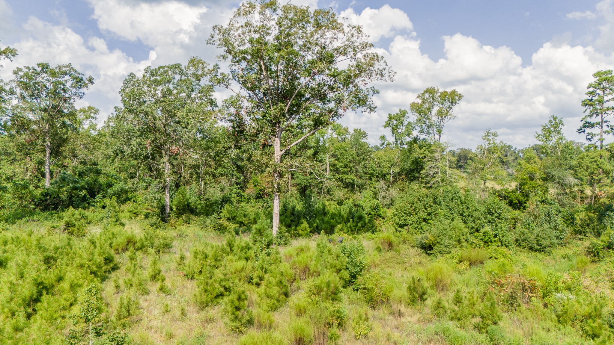 17171 E Fm 1097 Road Property Photo 15