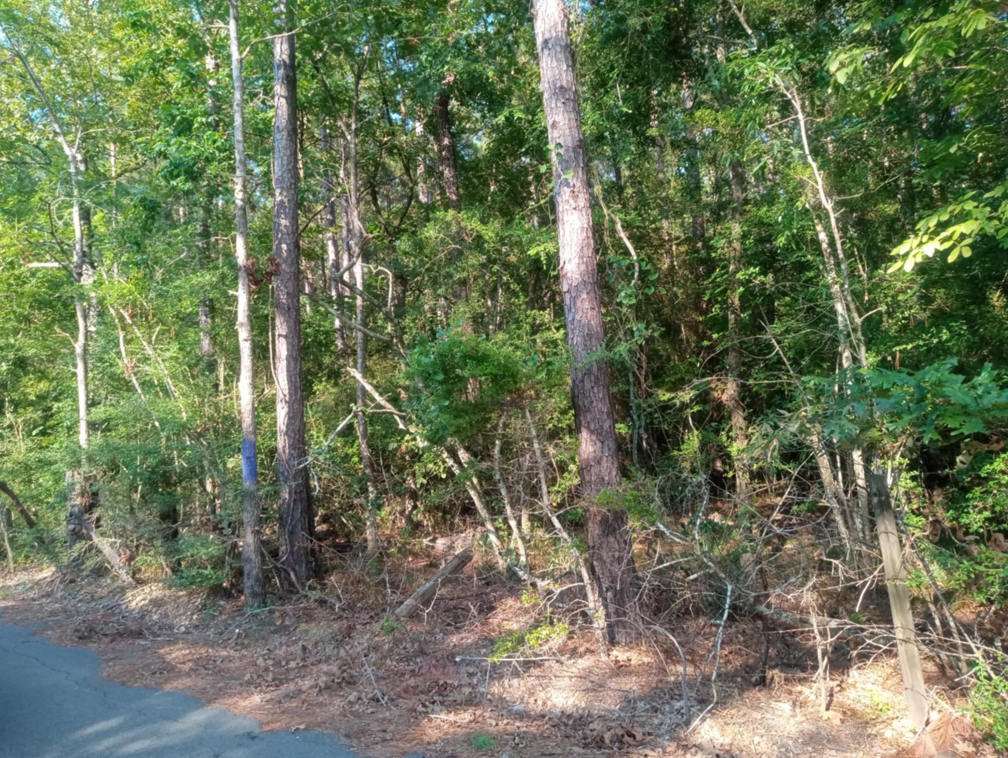0 Piney Lane Property Photo 3