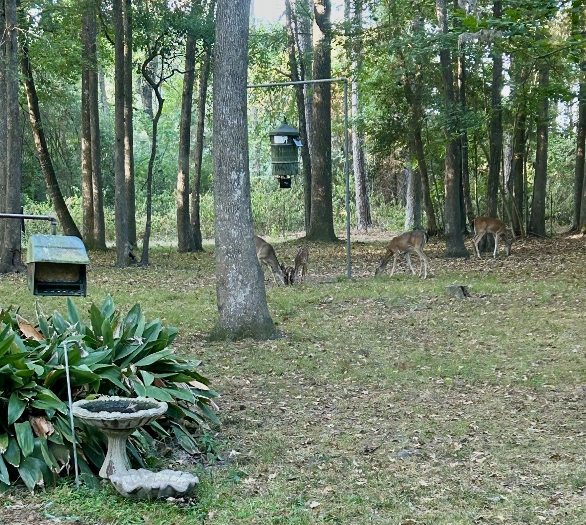 141 Walnut Loop Loop Property Photo 13