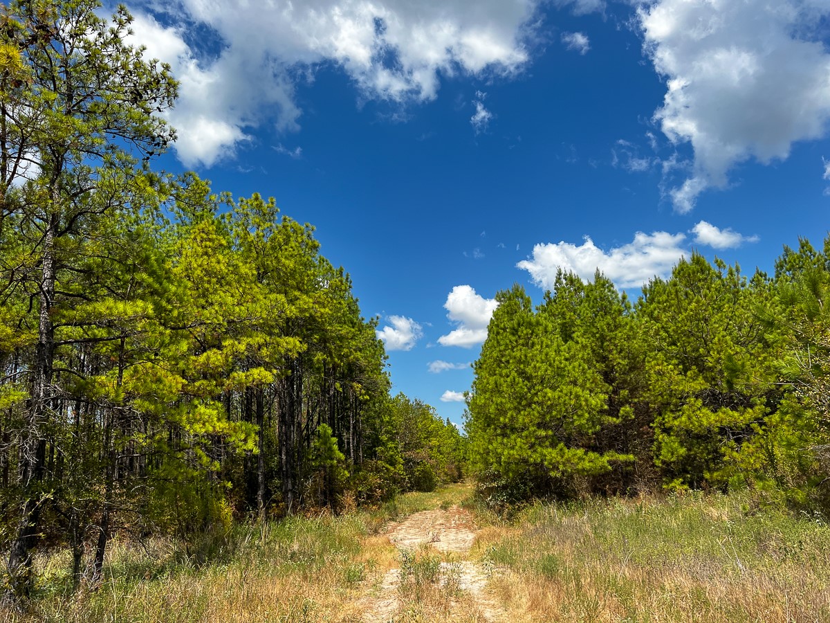 00 Off Lost Indian Camp Road Property Photo 4
