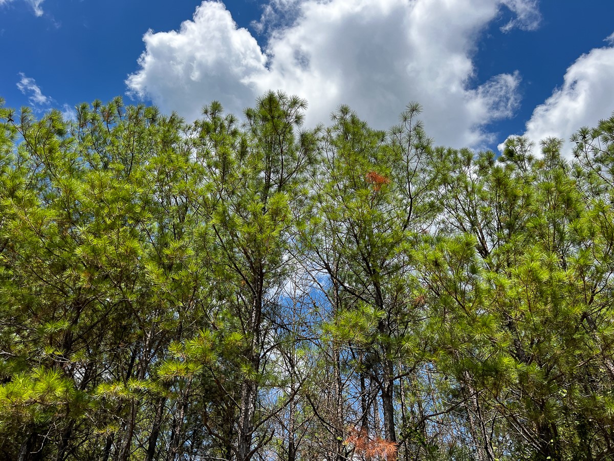00 Off Lost Indian Camp Road Property Photo 9