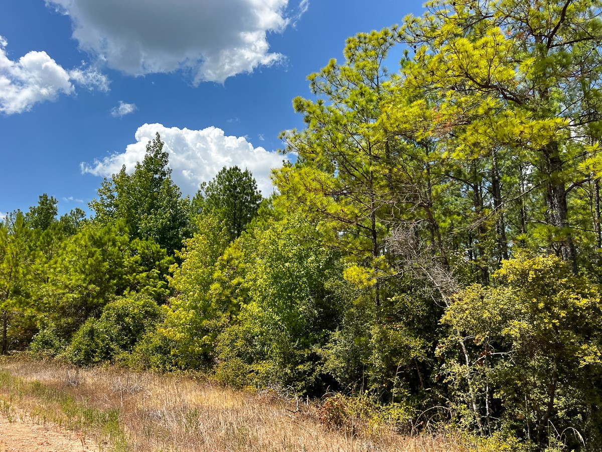 00 Off Lost Indian Camp Road Property Photo 10