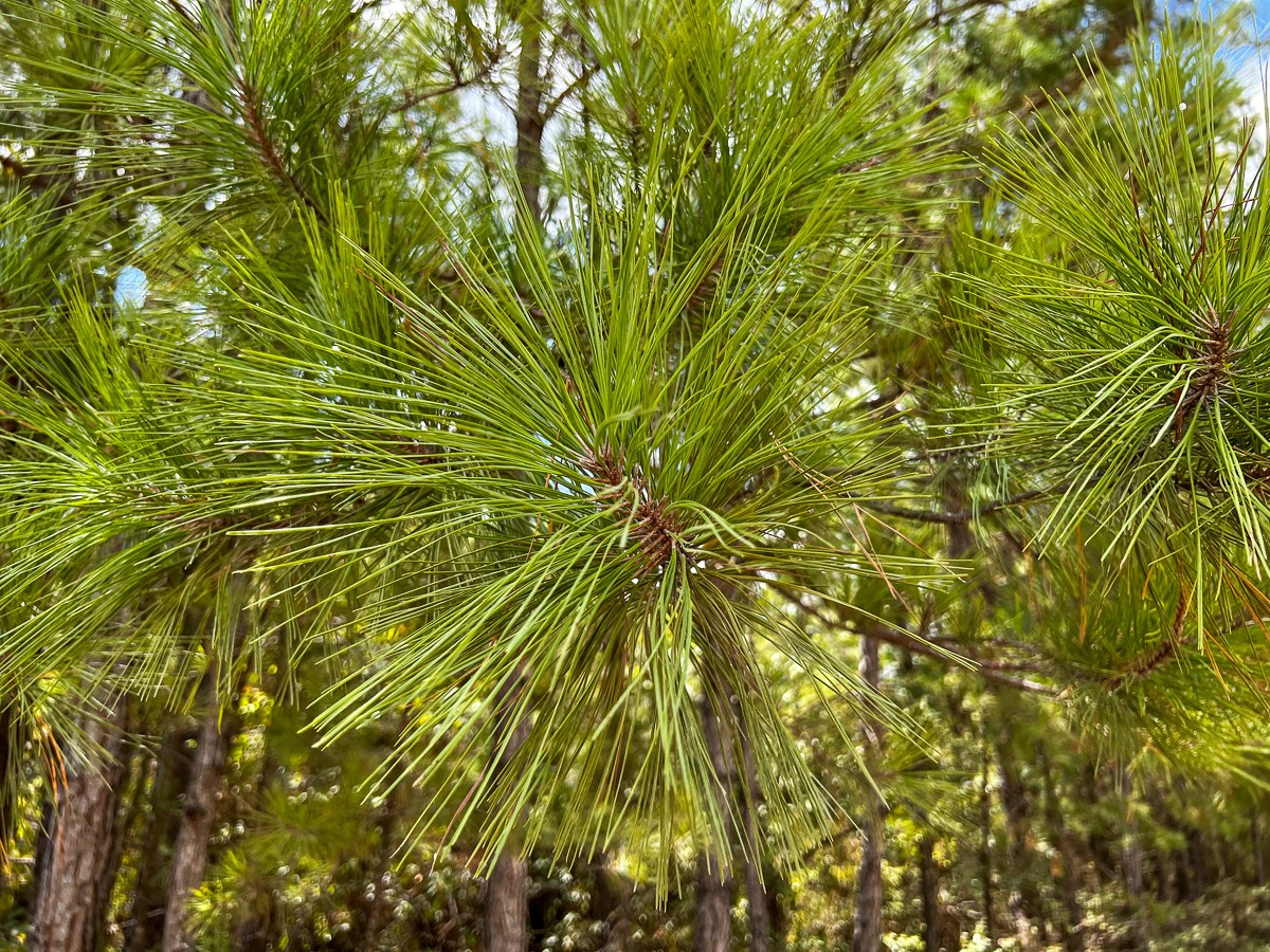 00 Off Lost Indian Camp Road Property Photo 13